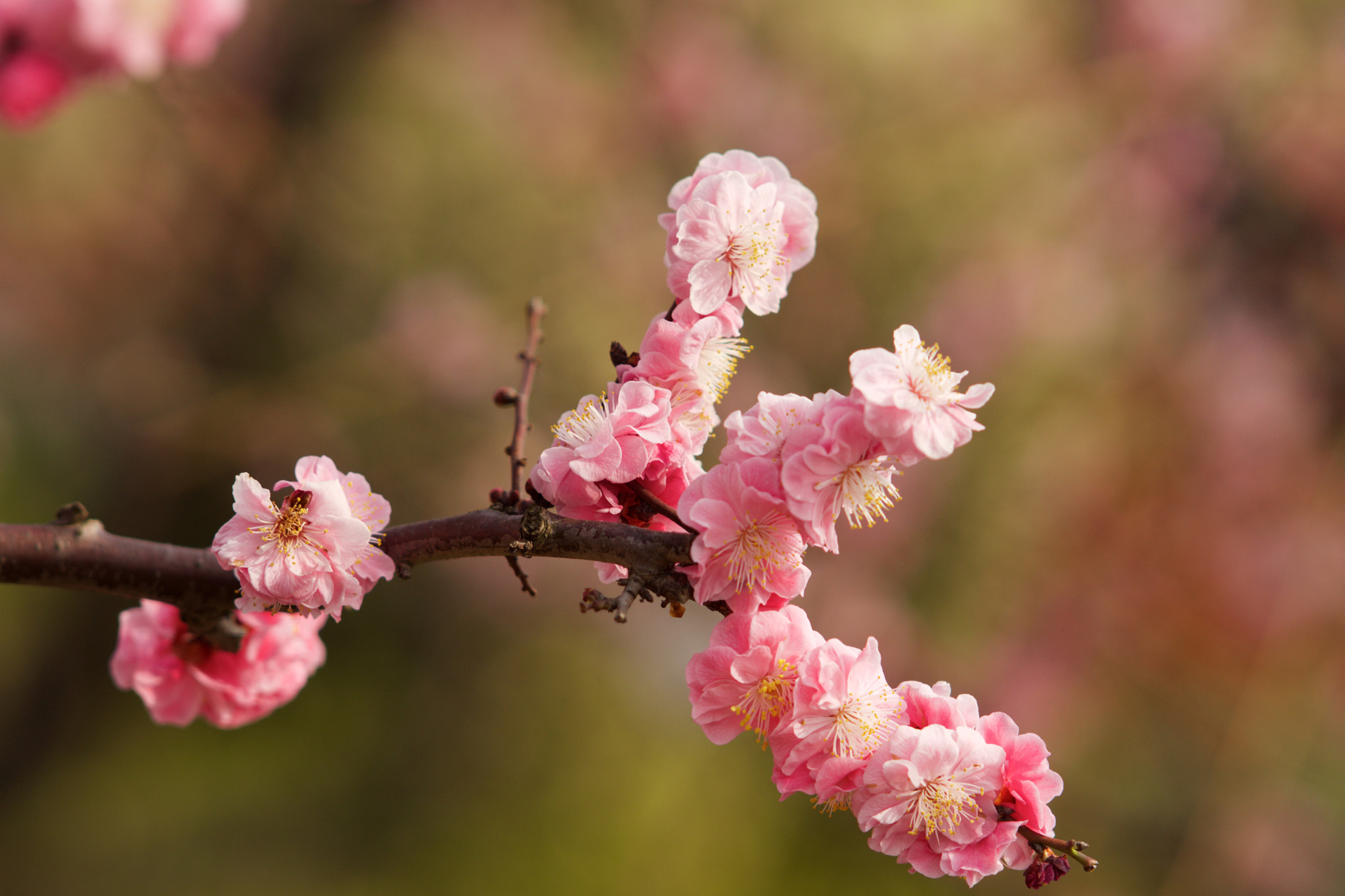 Sony Sonnar T* 135mm F1.8 ZA sample photo. Dsc00547 - 版本 2 photography