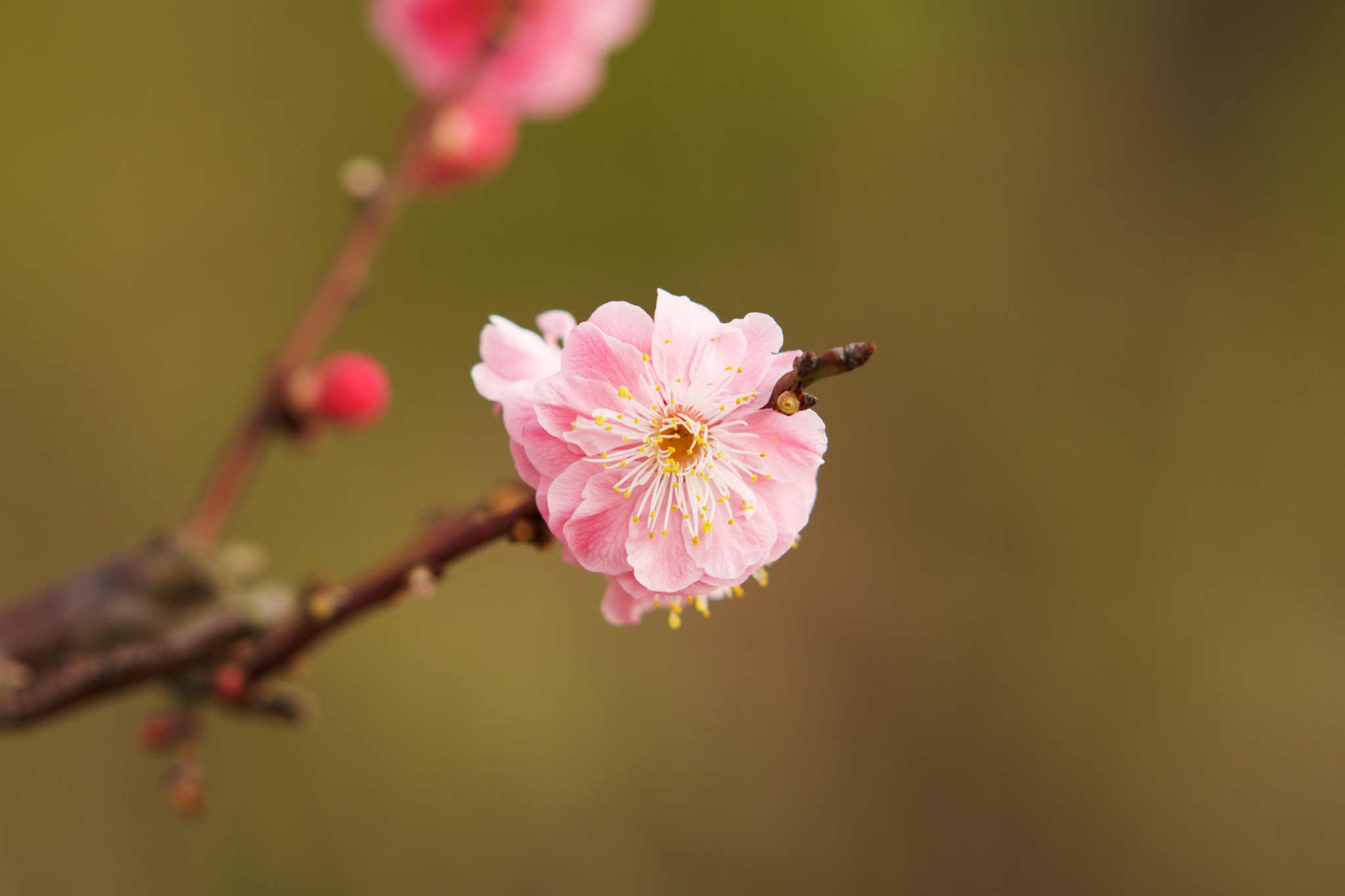 Sony Sonnar T* 135mm F1.8 ZA sample photo. Dsc00548 - 版本 2 photography