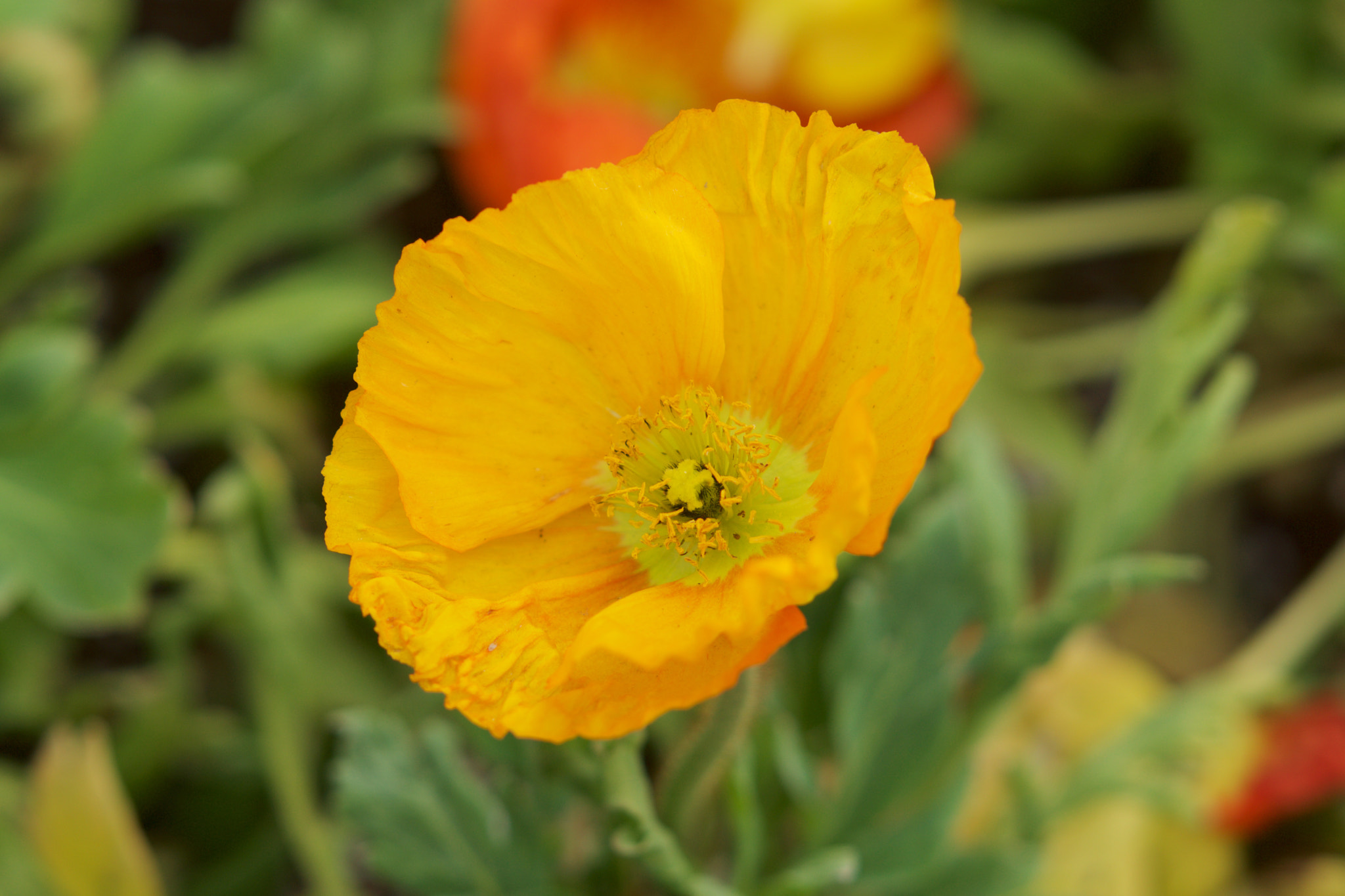 Sony Sonnar T* 135mm F1.8 ZA sample photo. Dsc00551 - 版本 2 photography