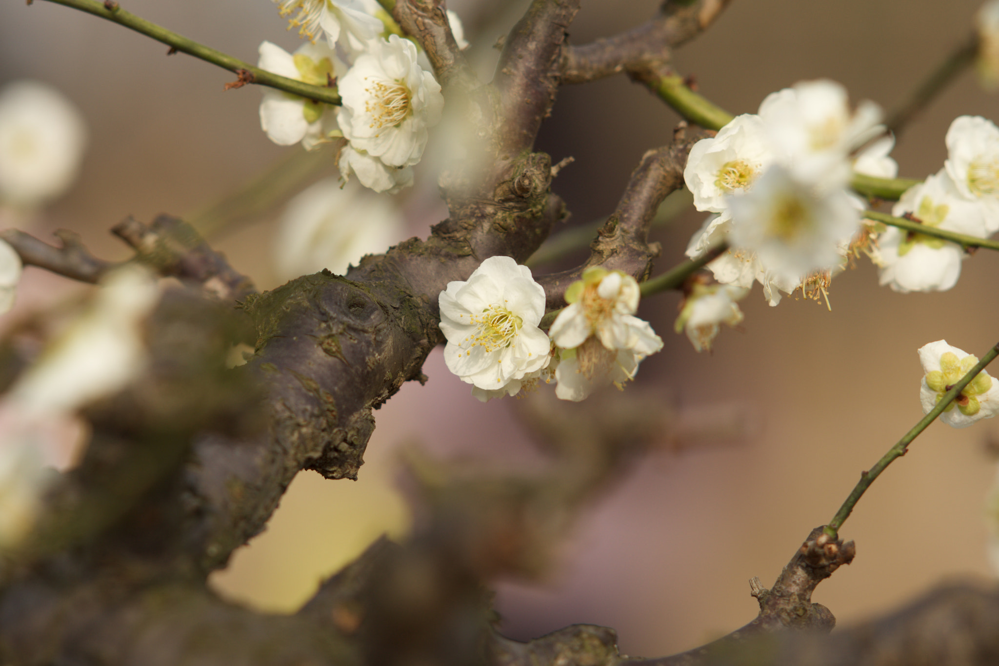 Sony Sonnar T* 135mm F1.8 ZA sample photo. Dsc00560 photography