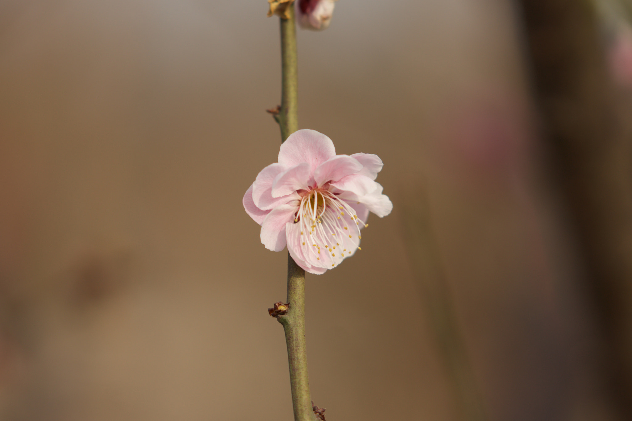 Sony Sonnar T* 135mm F1.8 ZA sample photo. Dsc00561 photography