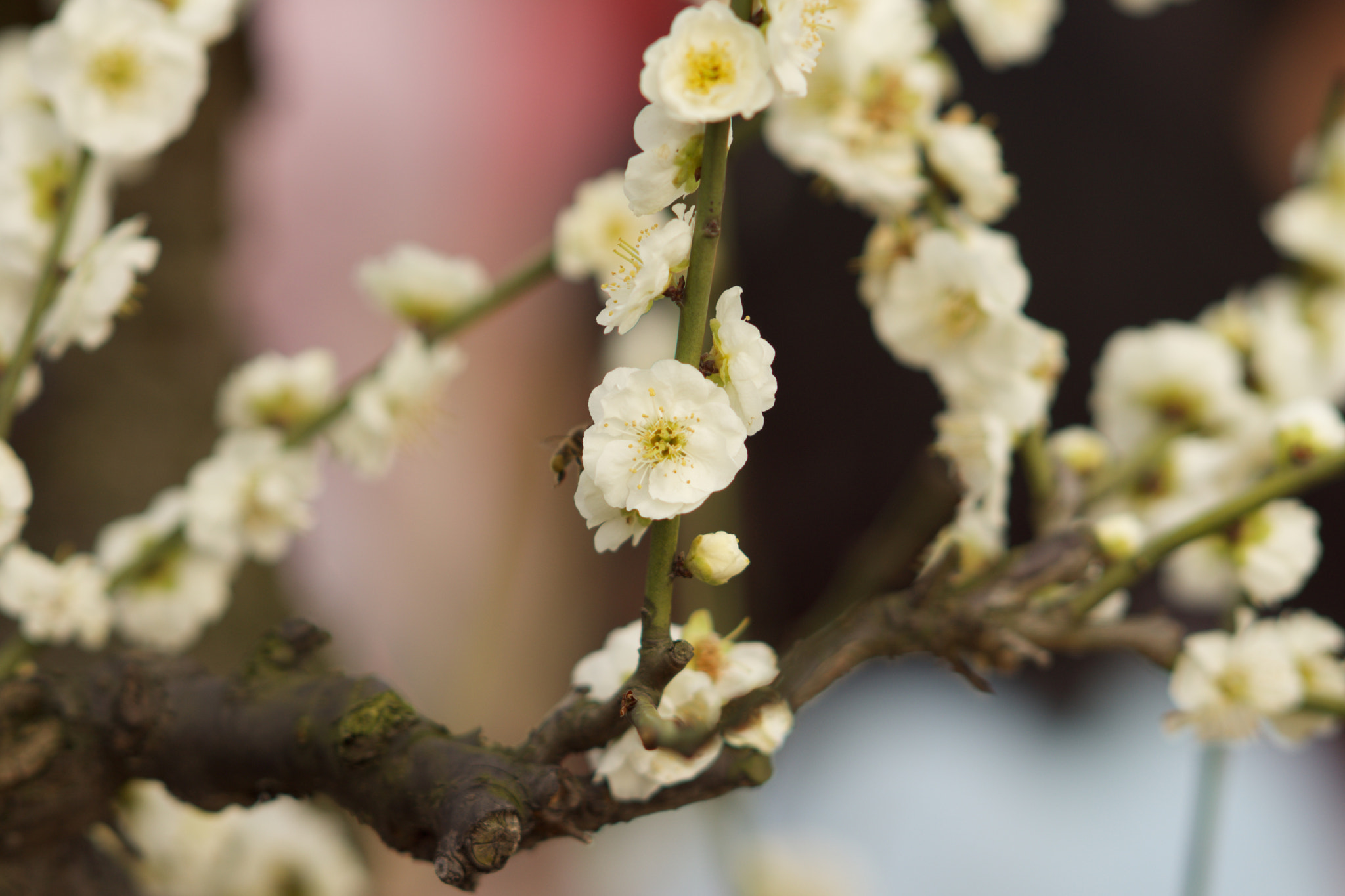 Sony Sonnar T* 135mm F1.8 ZA sample photo. Dsc00573 photography