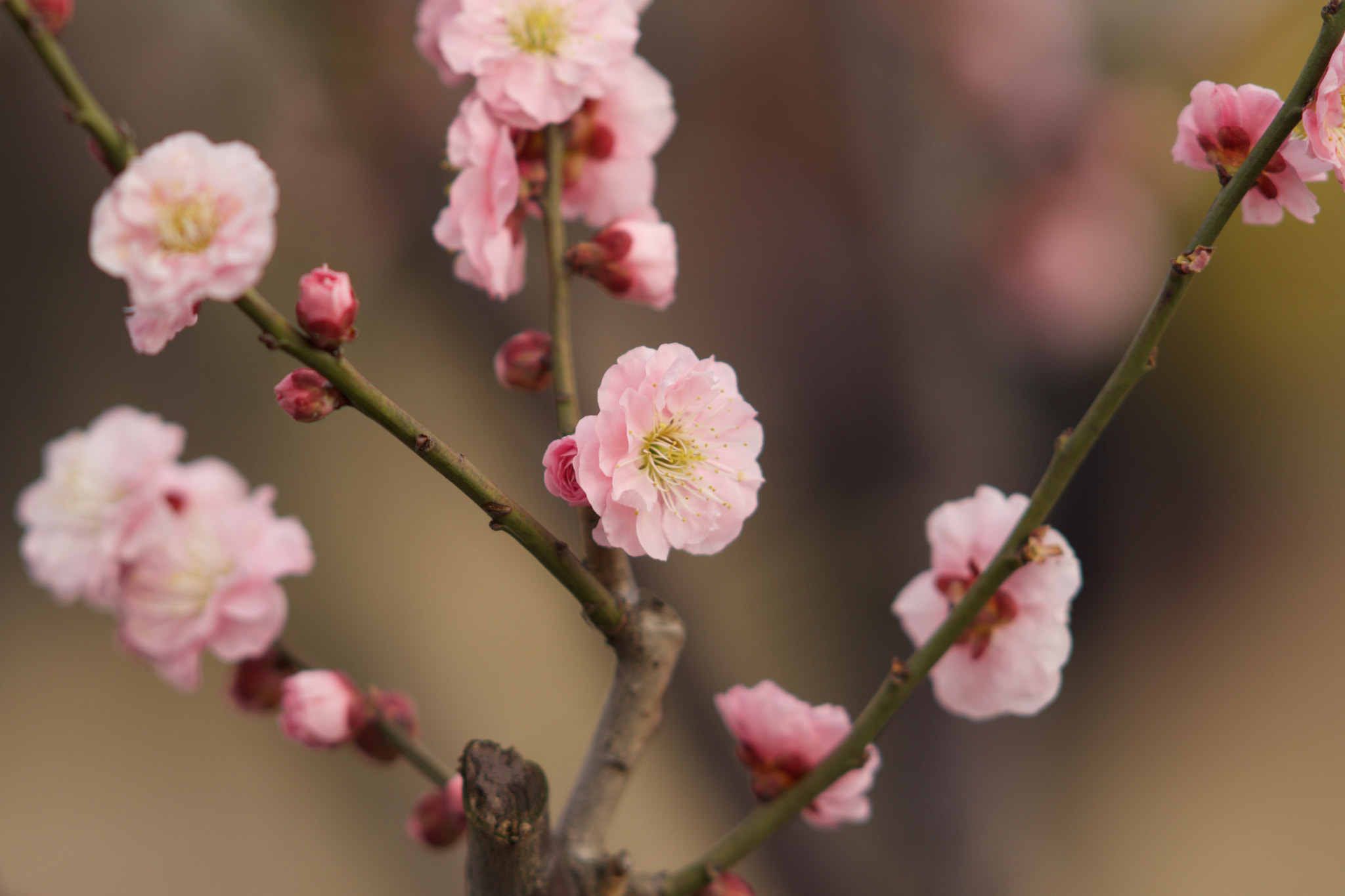 Sony Sonnar T* 135mm F1.8 ZA sample photo. Dsc00576 photography