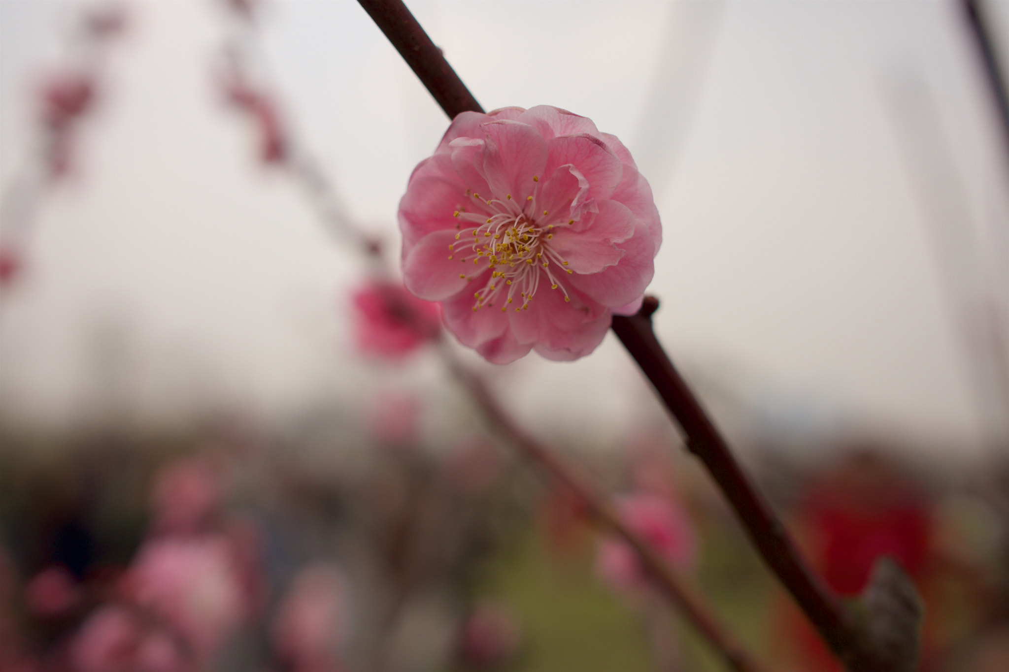 Sony Alpha NEX-7 + Sony Sonnar T* E 24mm F1.8 ZA sample photo. Dsc00593 - 版本 2 photography