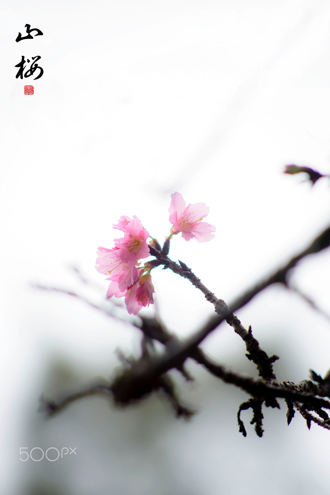 Nikon D800E + AF Nikkor 70-210mm f/4-5.6 sample photo. Cherry blossom photography