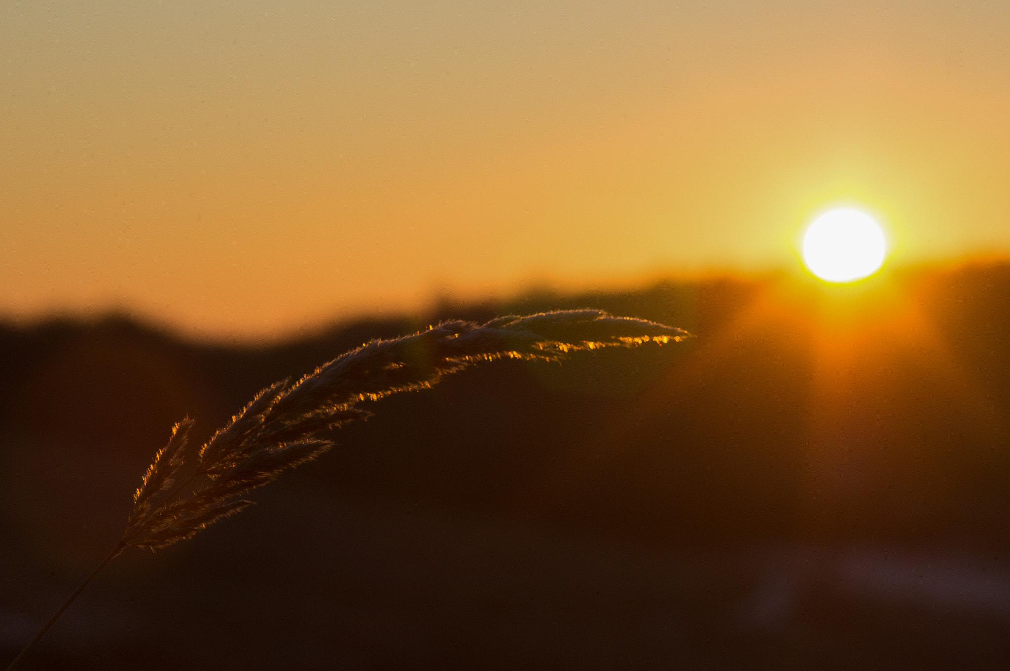 Sony Alpha DSLR-A580 + Sigma AF 105mm F2.8 EX [DG] Macro sample photo. Golden morning photography