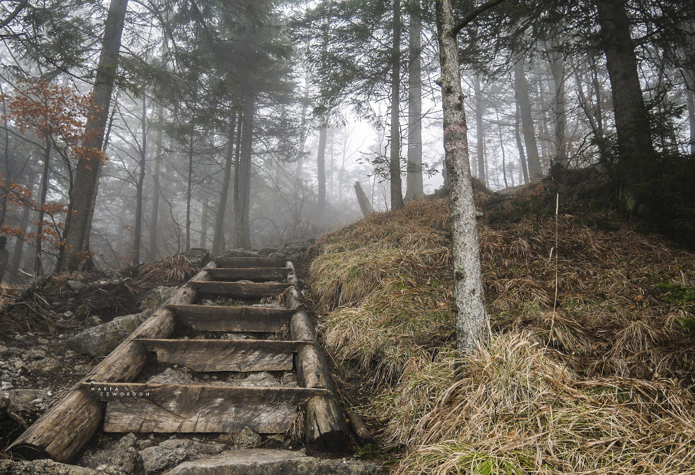 LUMIX G VARIO PZ 14-42/F3.5-5.6 sample photo. Forest in the fog photography