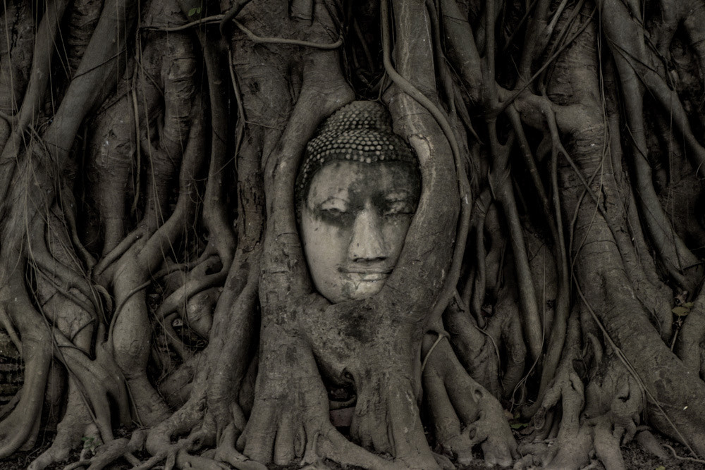 Canon EOS 500D (EOS Rebel T1i / EOS Kiss X3) + Canon EF 24-70mm F2.8L USM sample photo.  16 mar, day 299~buddha in the tree  photography