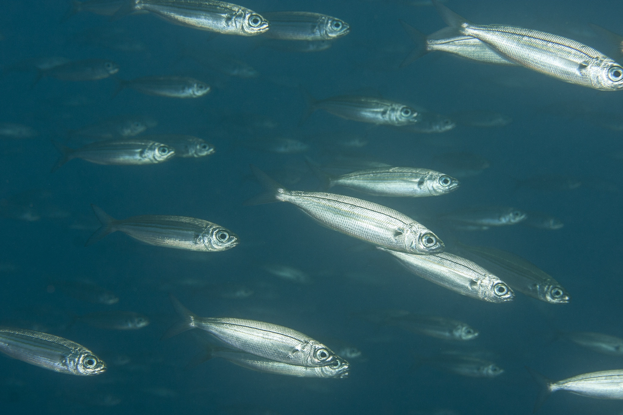 Canon EF-S 60mm F2.8 Macro USM sample photo. Sardinas - ambient light photography