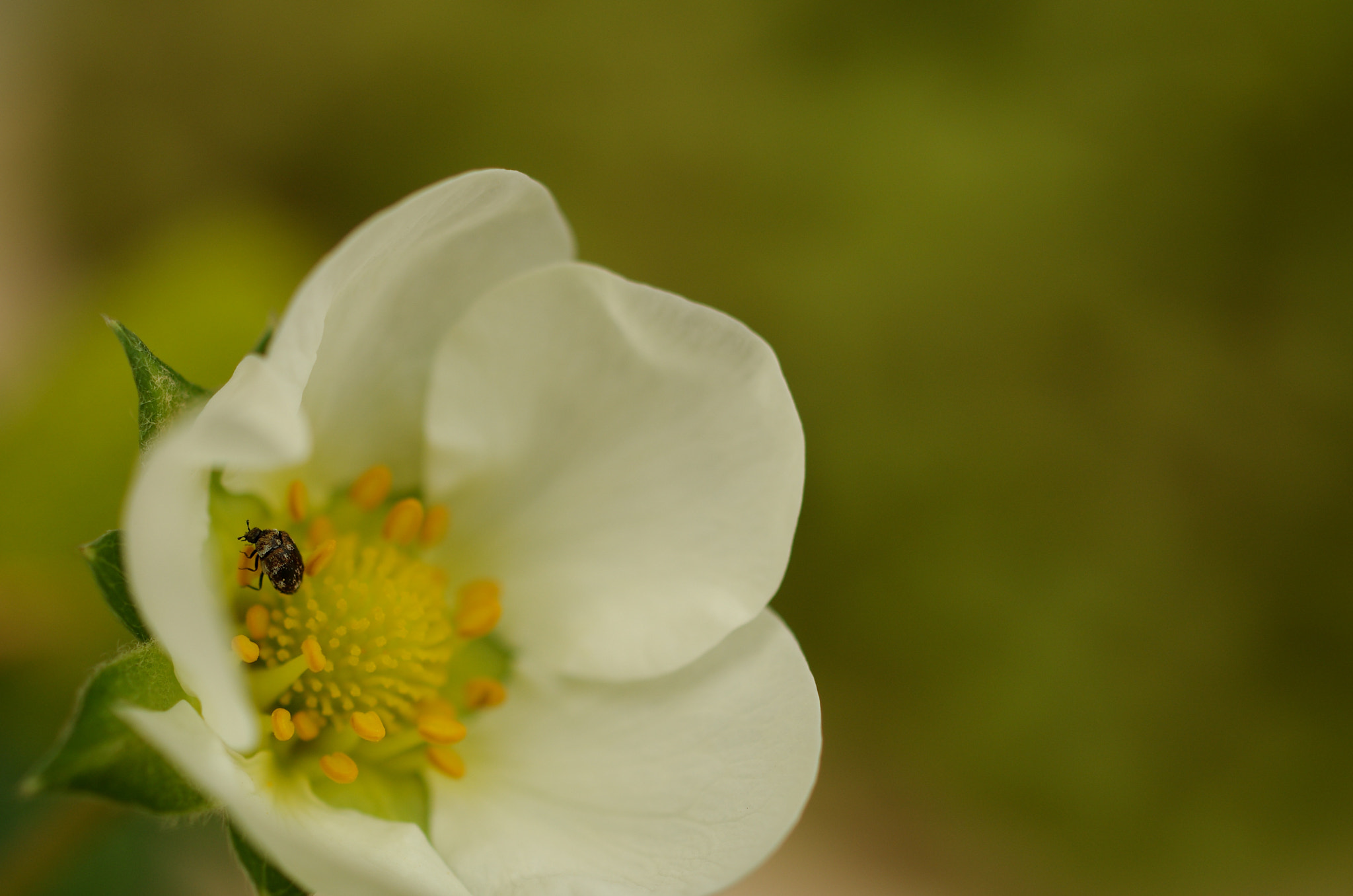 Pentax smc DA 35mm F2.8 Macro Limited sample photo. Strawberry flower photography