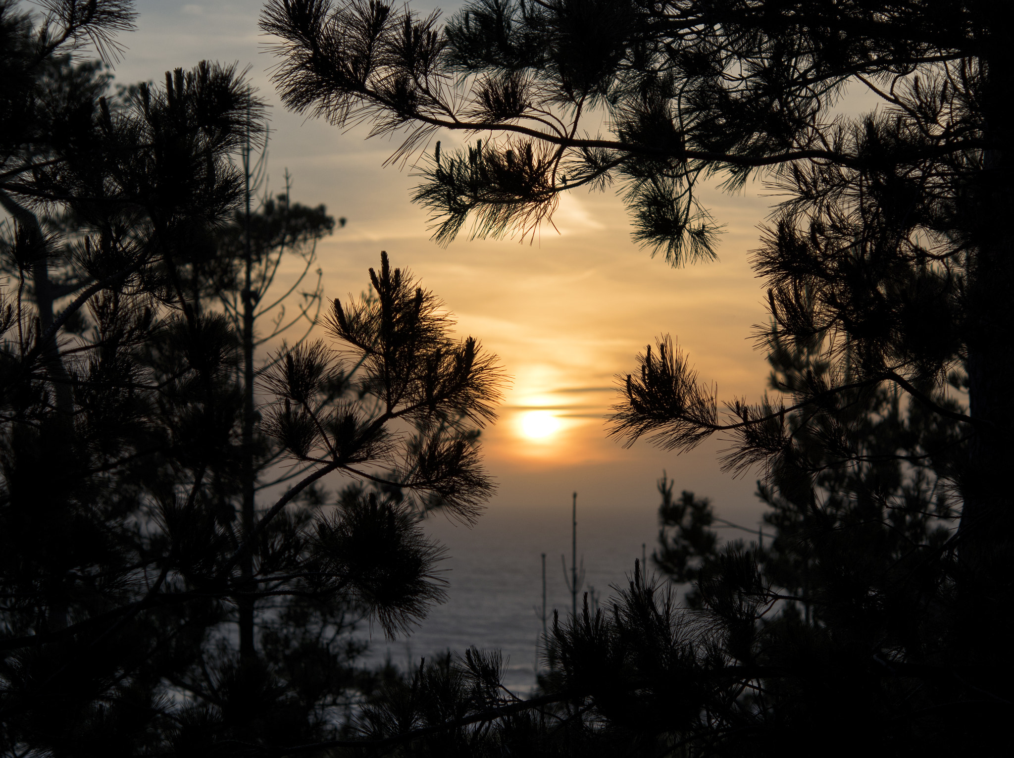 Nikon AF-S Micro-Nikkor 60mm F2.8G ED sample photo. Pine forest sunset photography