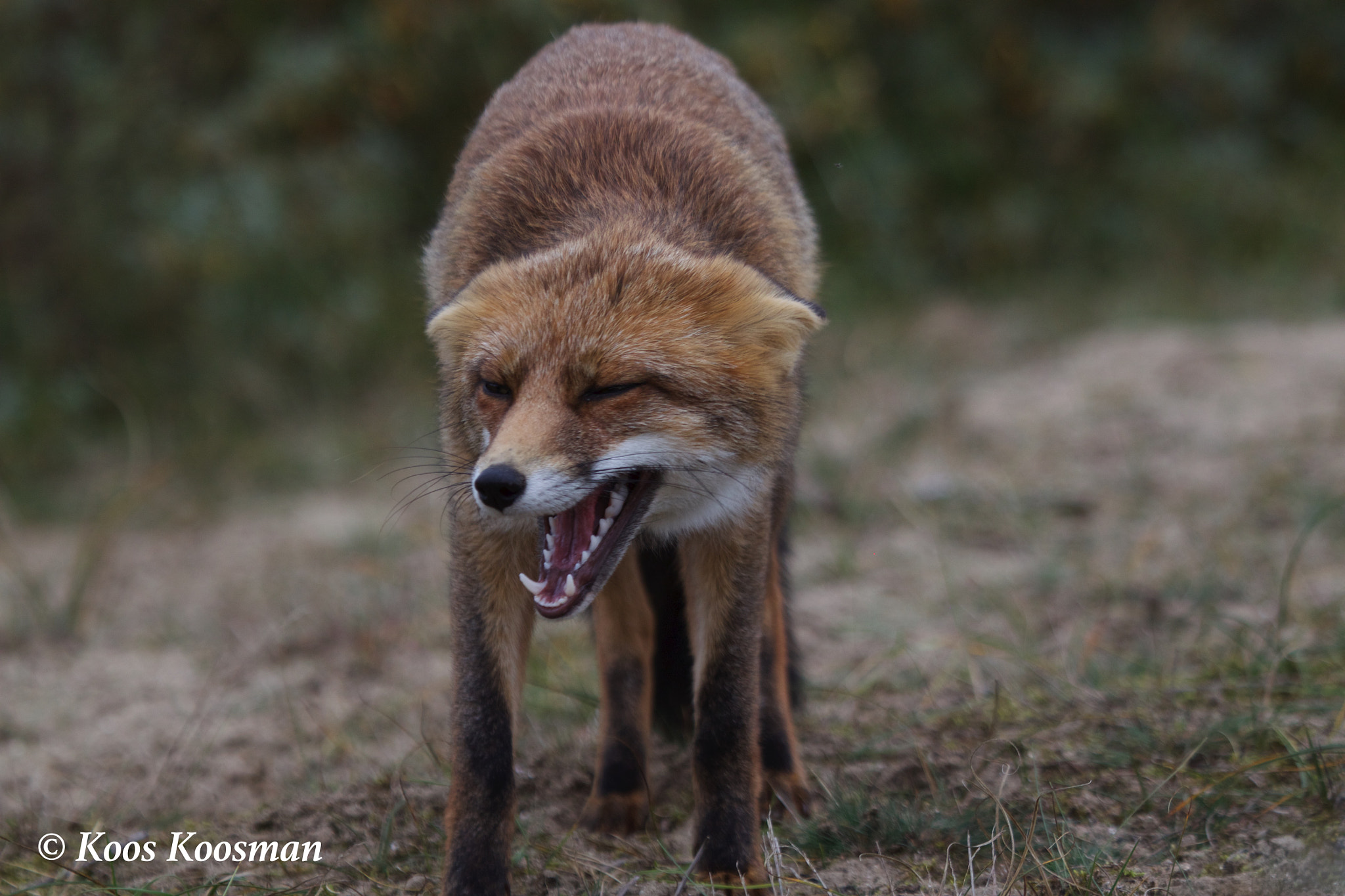 Canon EF 100-400mm F4.5-5.6L IS USM sample photo. Fox in trouble photography