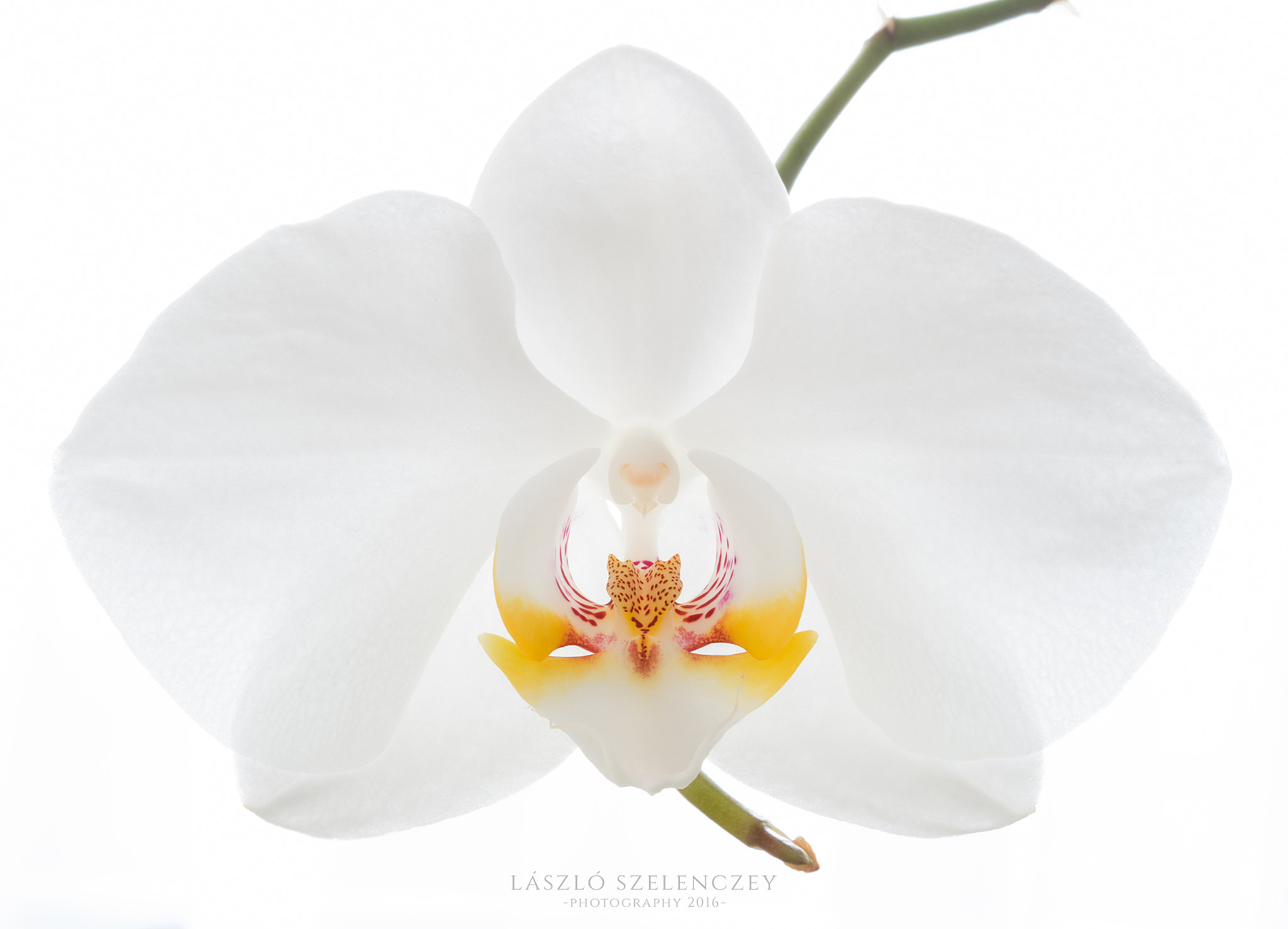 White orchid flower