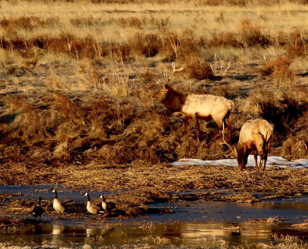 Canon EOS 760D (EOS Rebel T6s / EOS 8000D) sample photo. Two elk and four geese at sunrise in rock mountain national park photography
