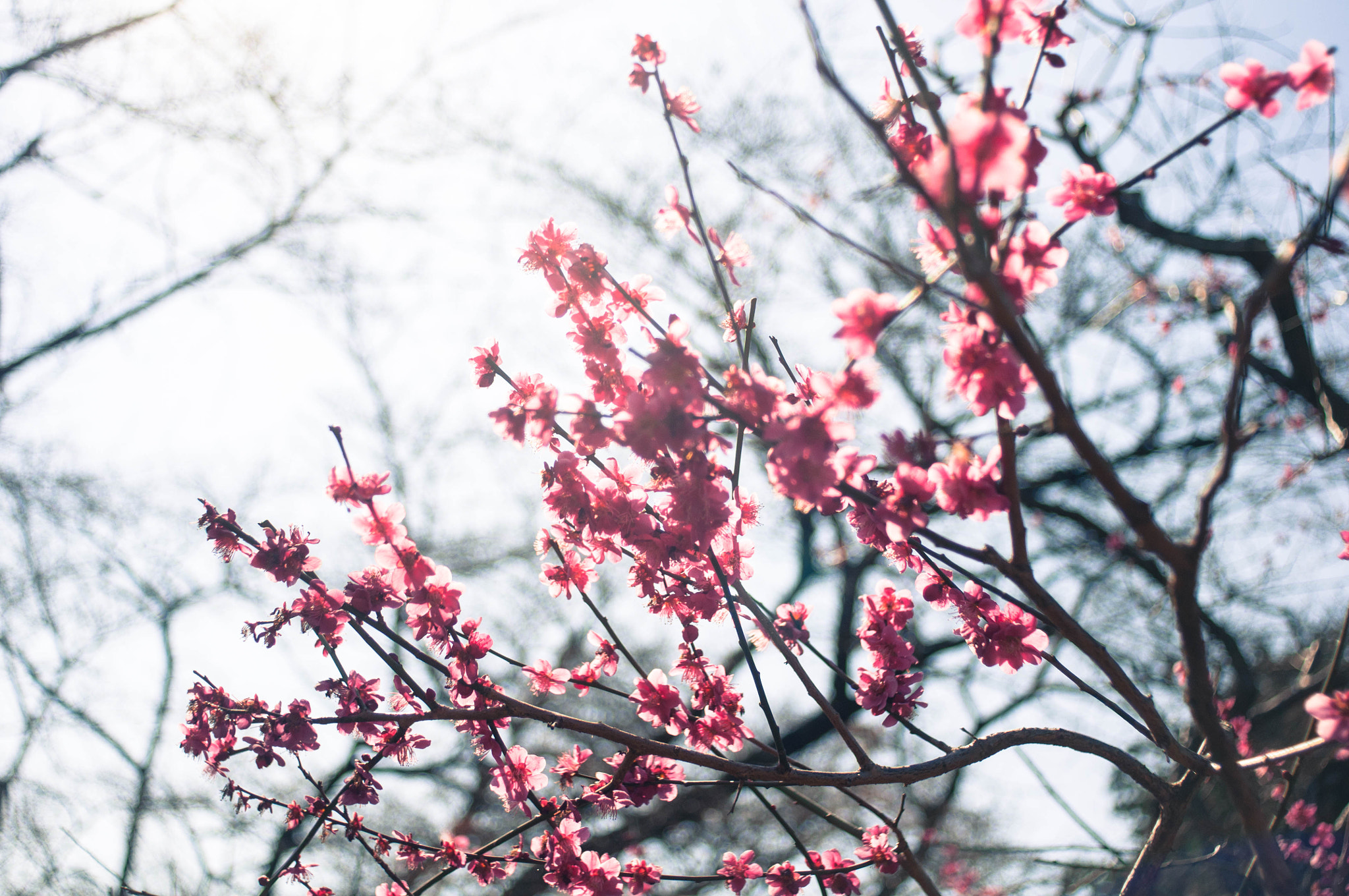 Nikon D90 + AF Nikkor 28mm f/2.8 sample photo. Plum flowers photography