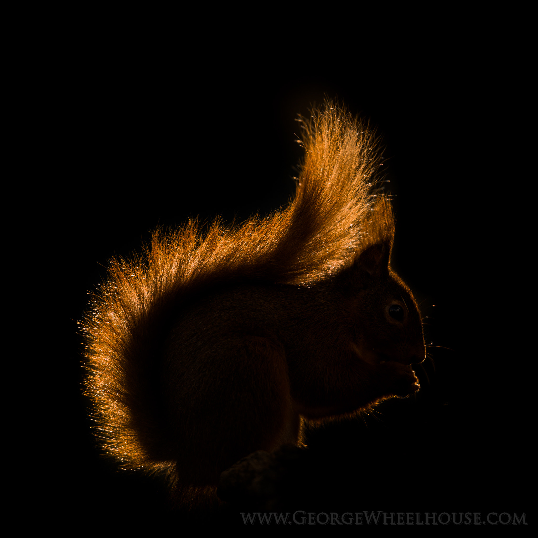 Nikon D800 + AF-S Nikkor 300mm f/2.8D IF-ED II sample photo. Back-lit red squirrel photography