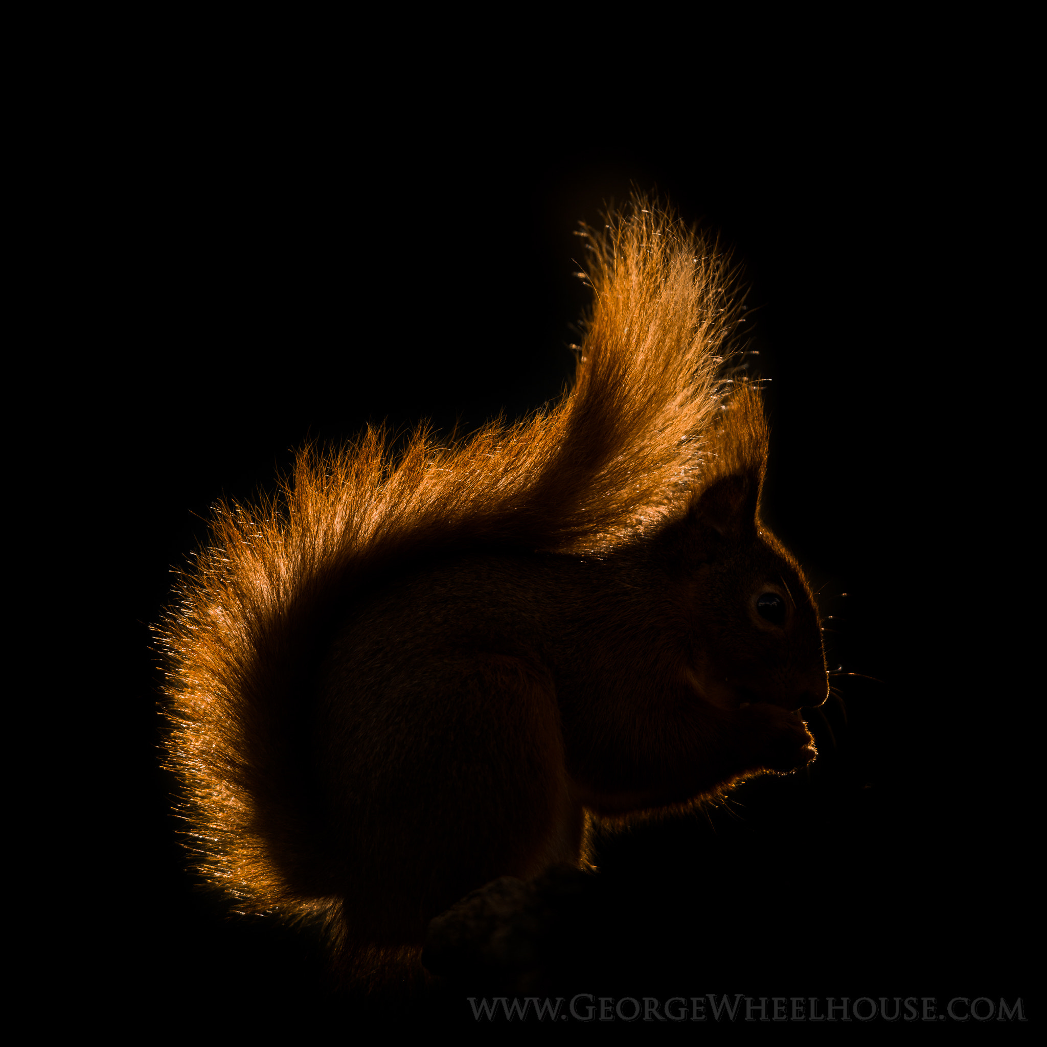 AF-S Nikkor 300mm f/2.8D IF-ED II sample photo. Back-lit red squirrel photography