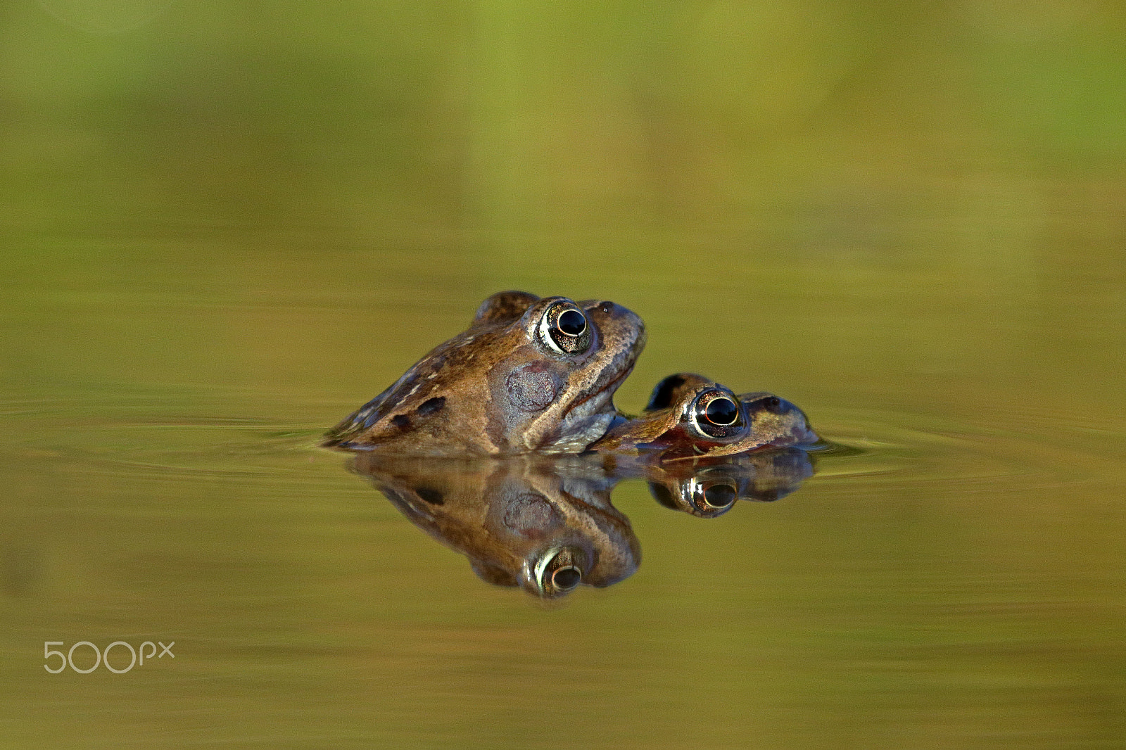 Canon EF 100-400mm F4.5-5.6L IS USM sample photo. Froggy-back-ride photography