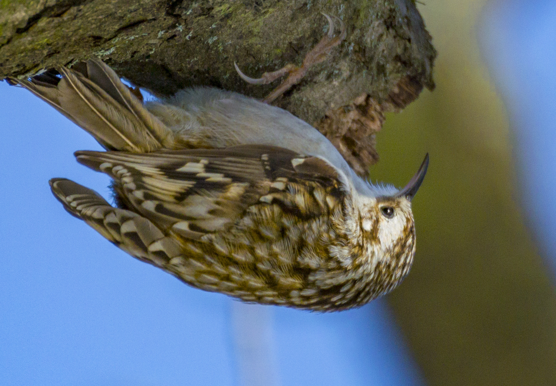 Nikon 1 Nikkor VR 70-300mm F4.5-5.6 sample photo. Пищуха photography
