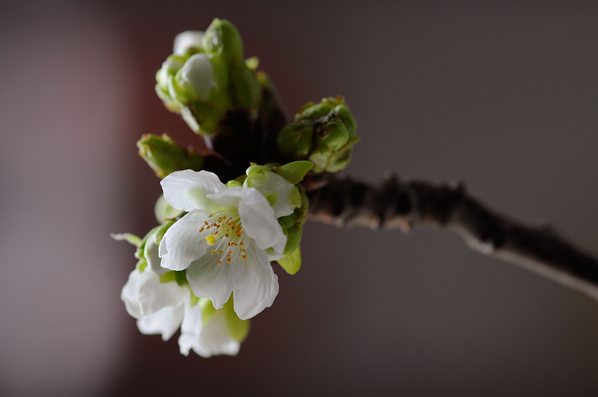 Sigma 105mm F2.8 EX DG Macro sample photo. Cherry blossom photography