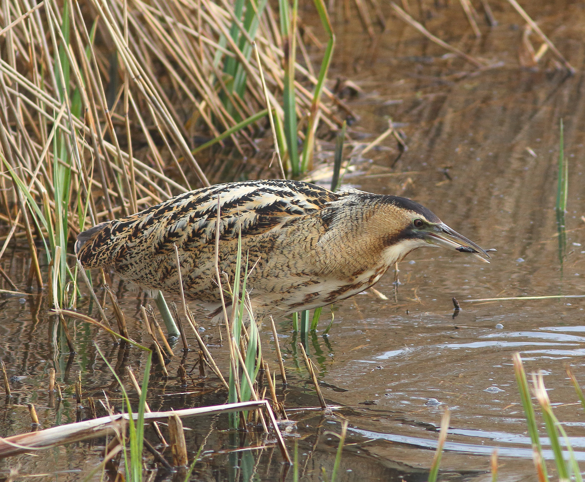 Canon EF 300mm F4L IS USM sample photo. Bittern photography