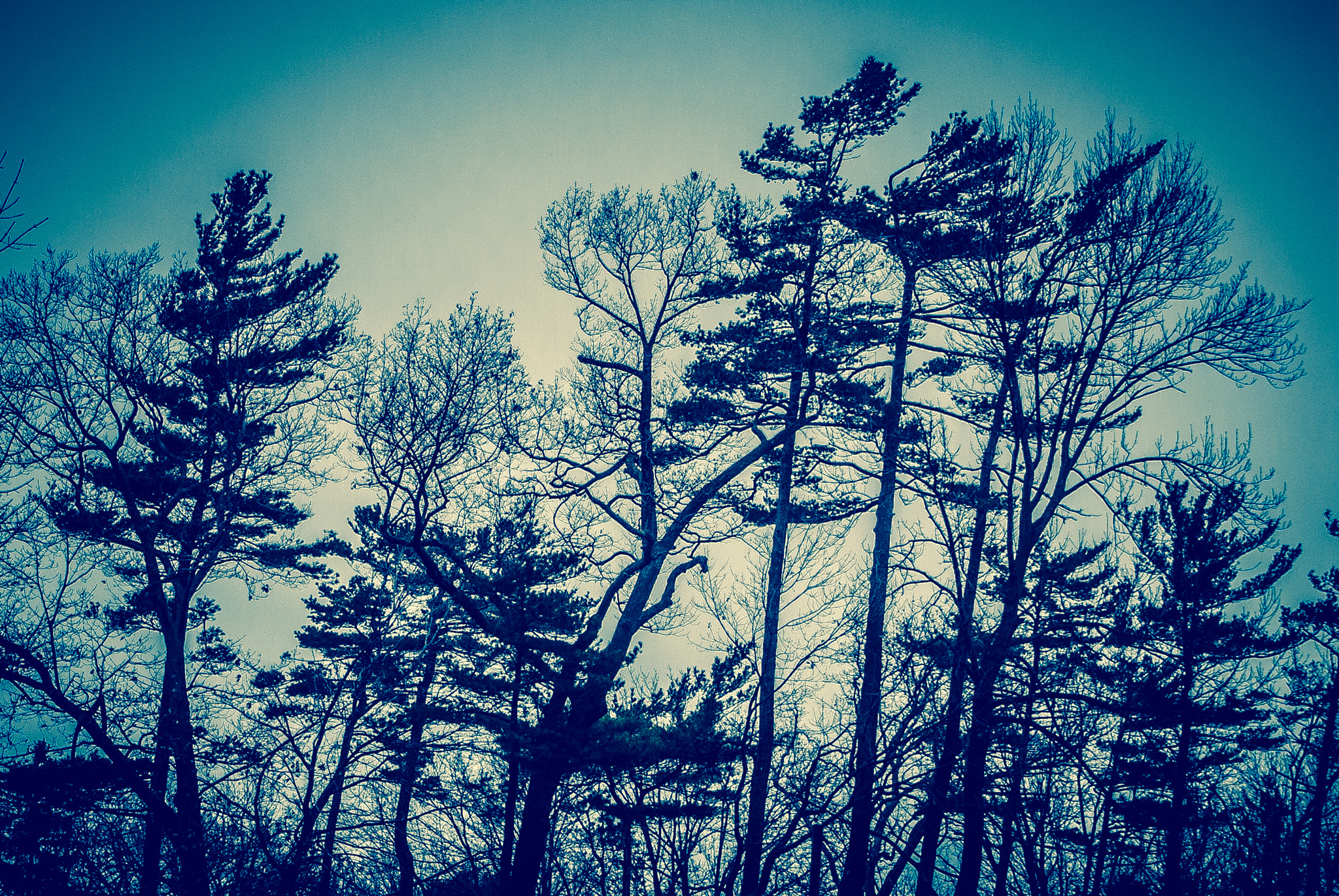 Nikon D200 sample photo. Winter white pines photography