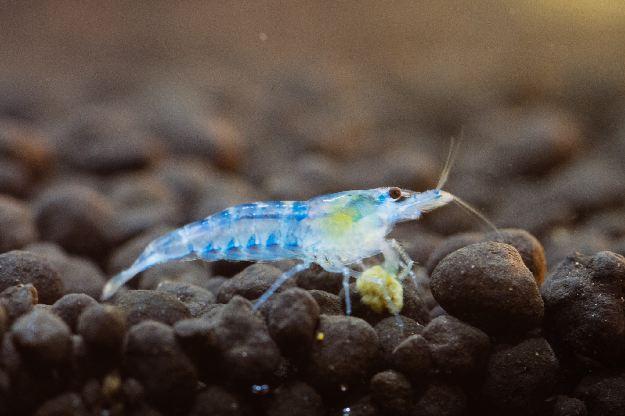 Canon EOS M2 + Canon EF 100mm F2.8 Macro USM sample photo. Blue velvet shrimp photography