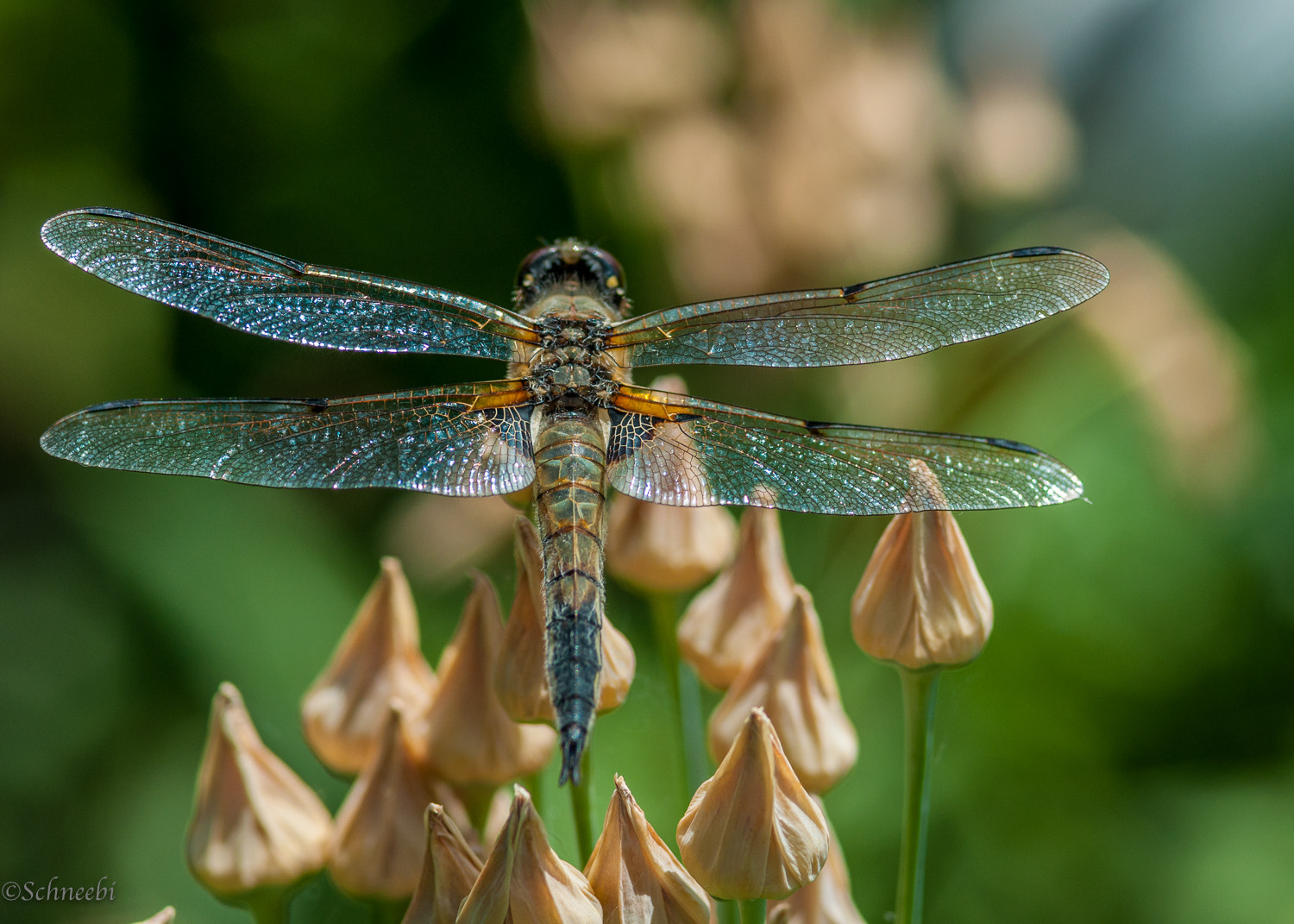 Nikon D90 + AF Micro-Nikkor 105mm f/2.8 sample photo. Libelle photography