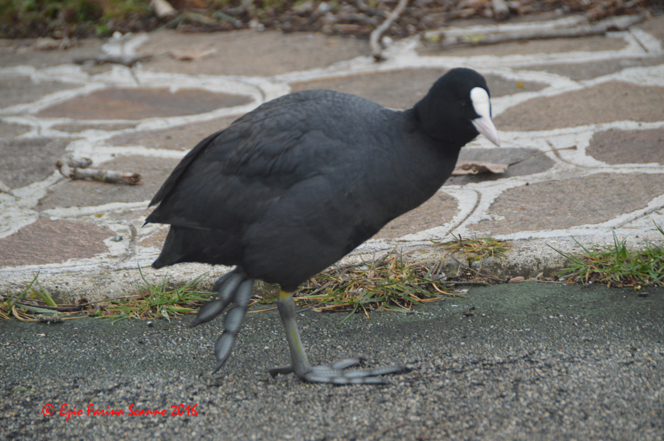 Nikon D3200 + AF Zoom-Nikkor 75-240mm f/4.5-5.6D sample photo. Passeggiata photography