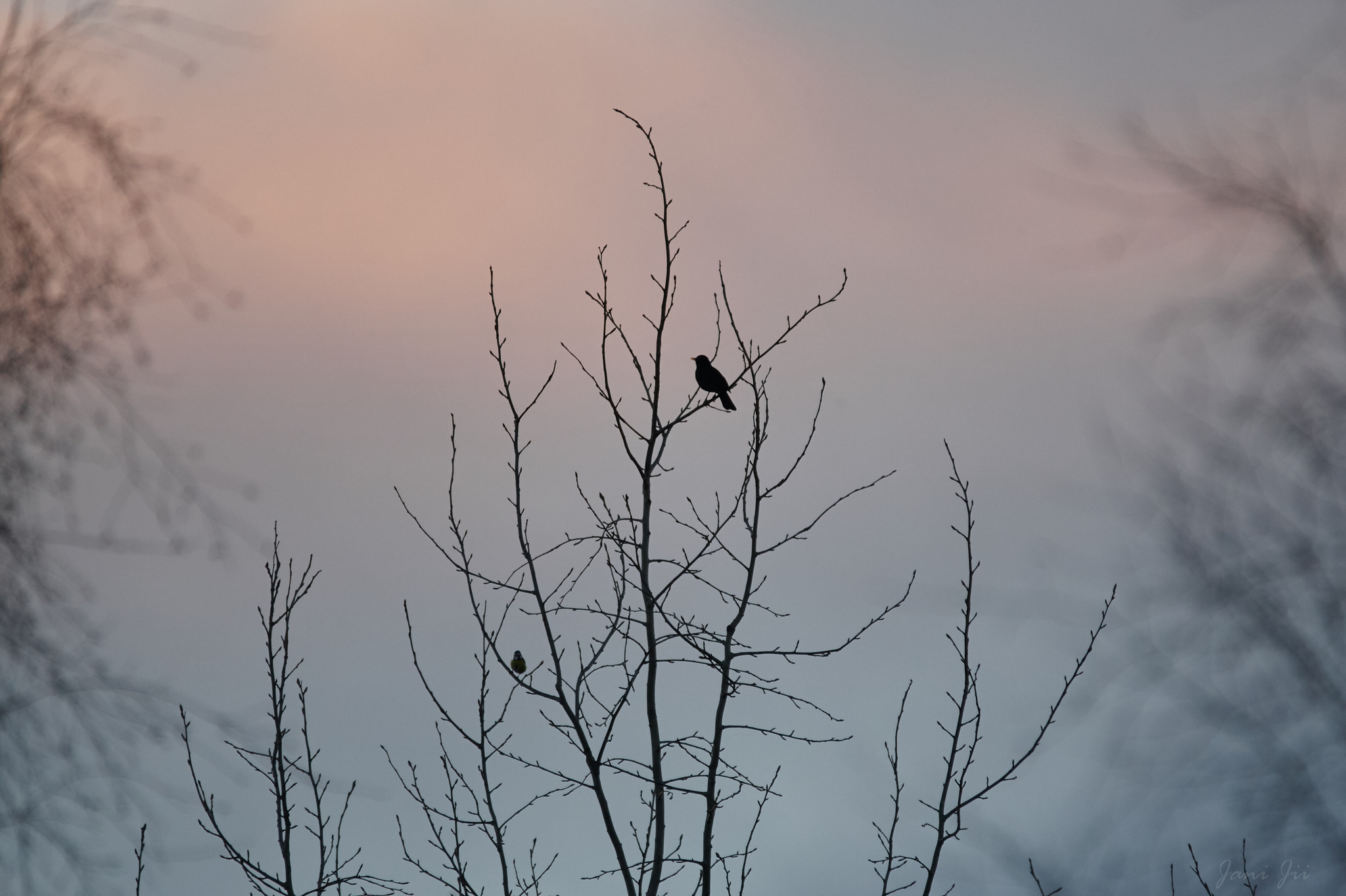Canon EOS-1D Mark III sample photo. Sunset singers photography