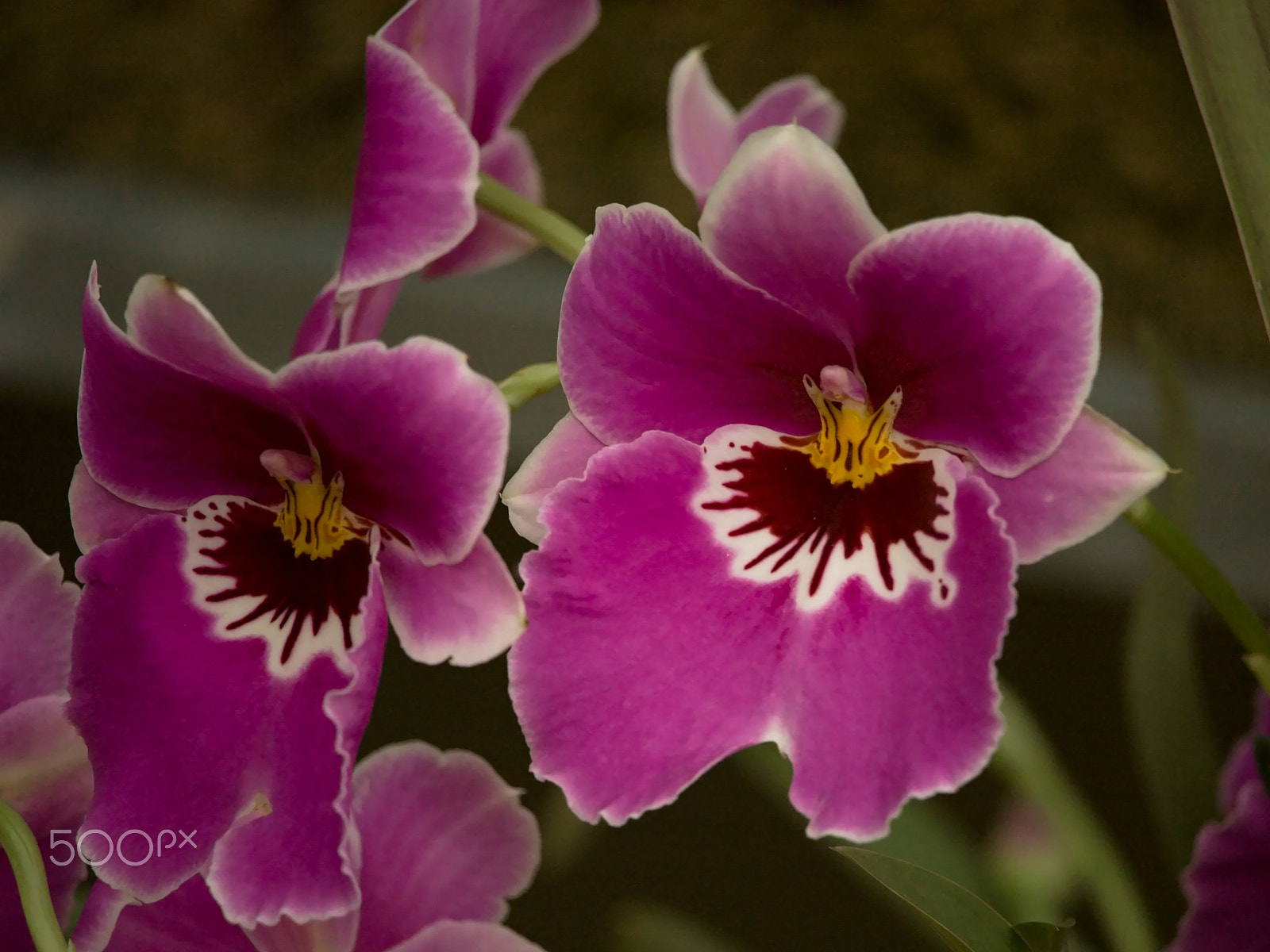 Canon EF-S 55-250mm F4-5.6 IS STM sample photo. Orchid 3 photography