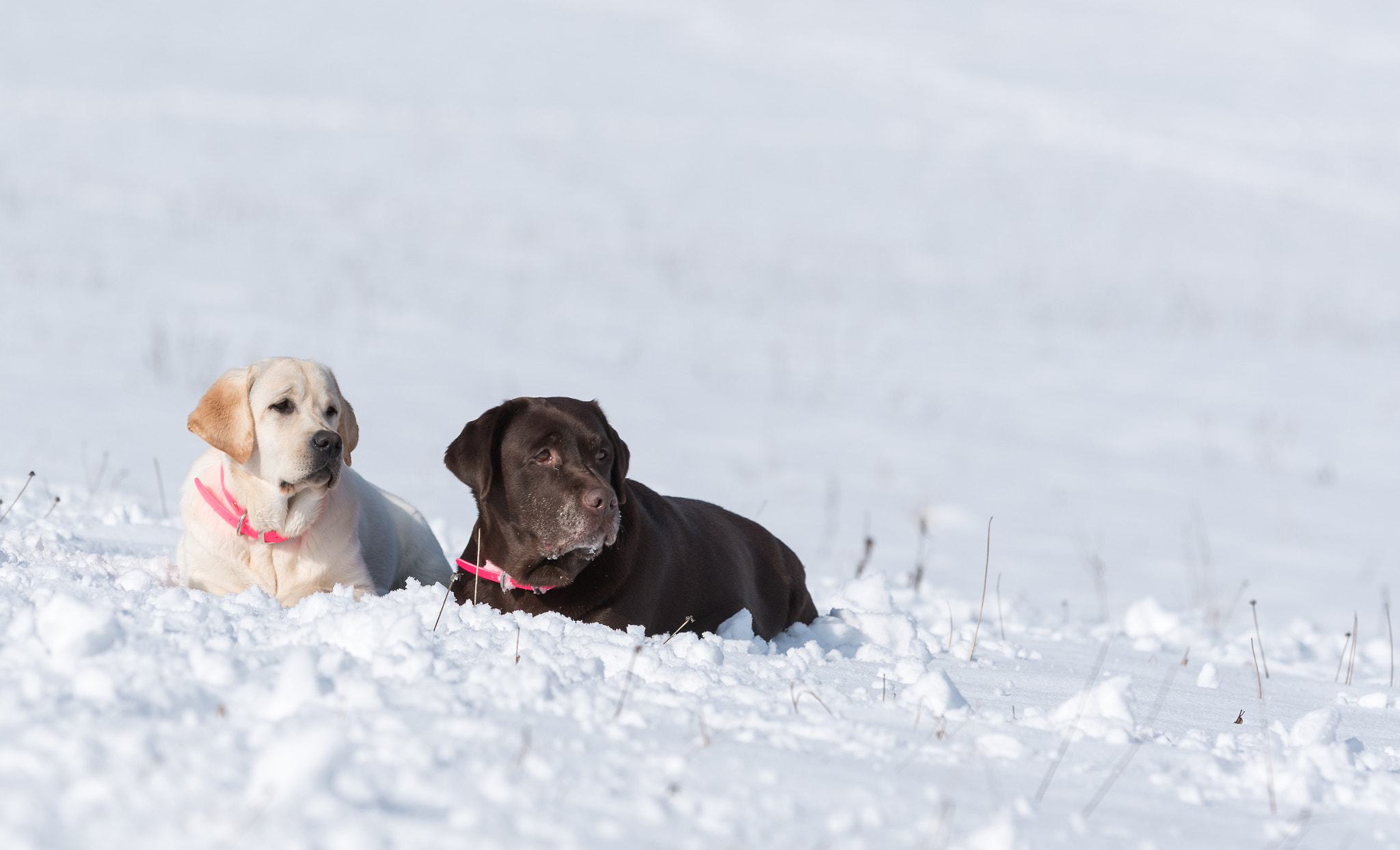 Sigma 70-200mm F2.8 EX DG OS HSM sample photo. Two beautiful huntress in the snow photography