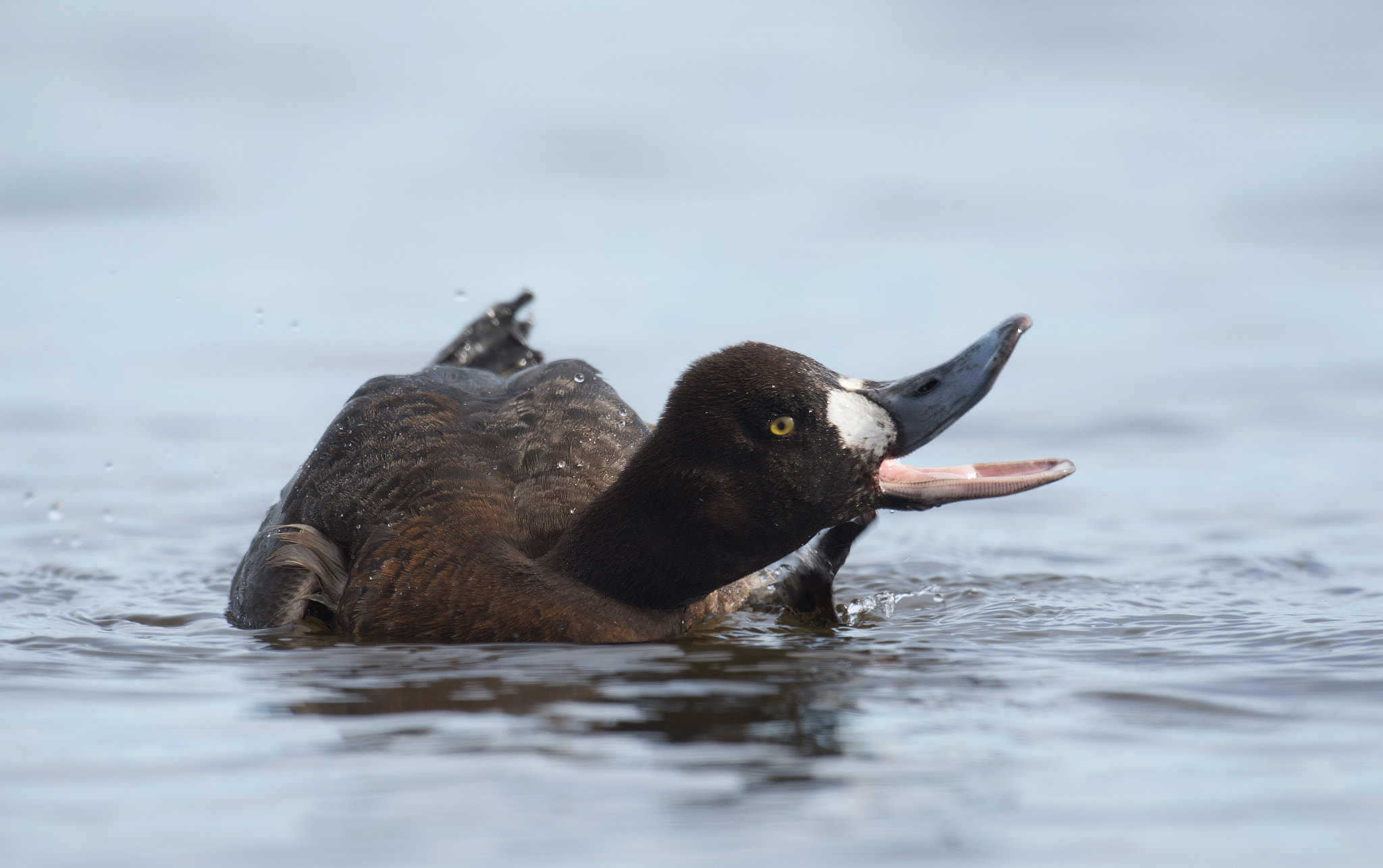 Nikon D4 + Sigma 24-60mm F2.8 EX DG sample photo. Fuligule milouinan, aythya marila, greater scaup photography