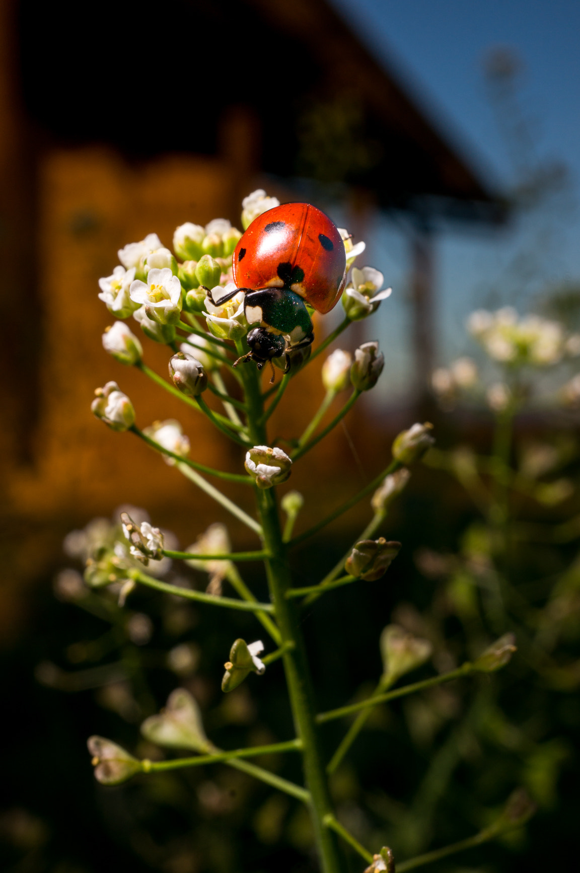 Sony Alpha NEX-6 + Sony E 30mm F3.5 Macro sample photo. Lady photography