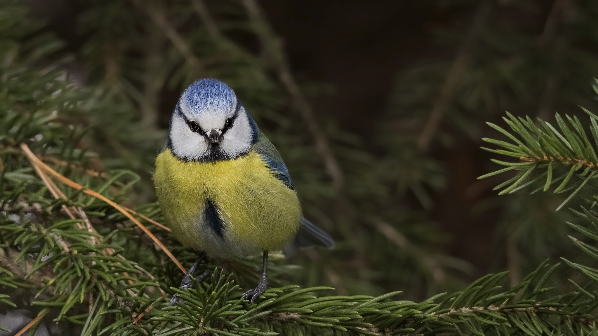 Sigma 150-500mm F5-6.3 DG OS HSM sample photo. Blue tit. photography