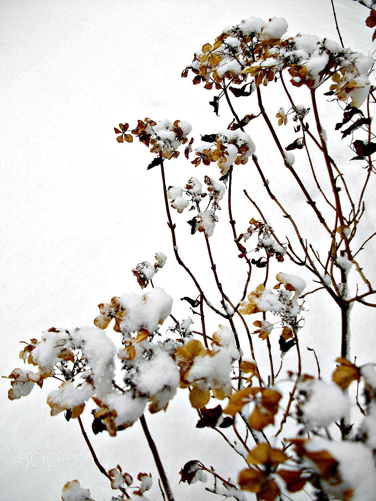 Pentax Optio E60 sample photo. Waiting for spring photography