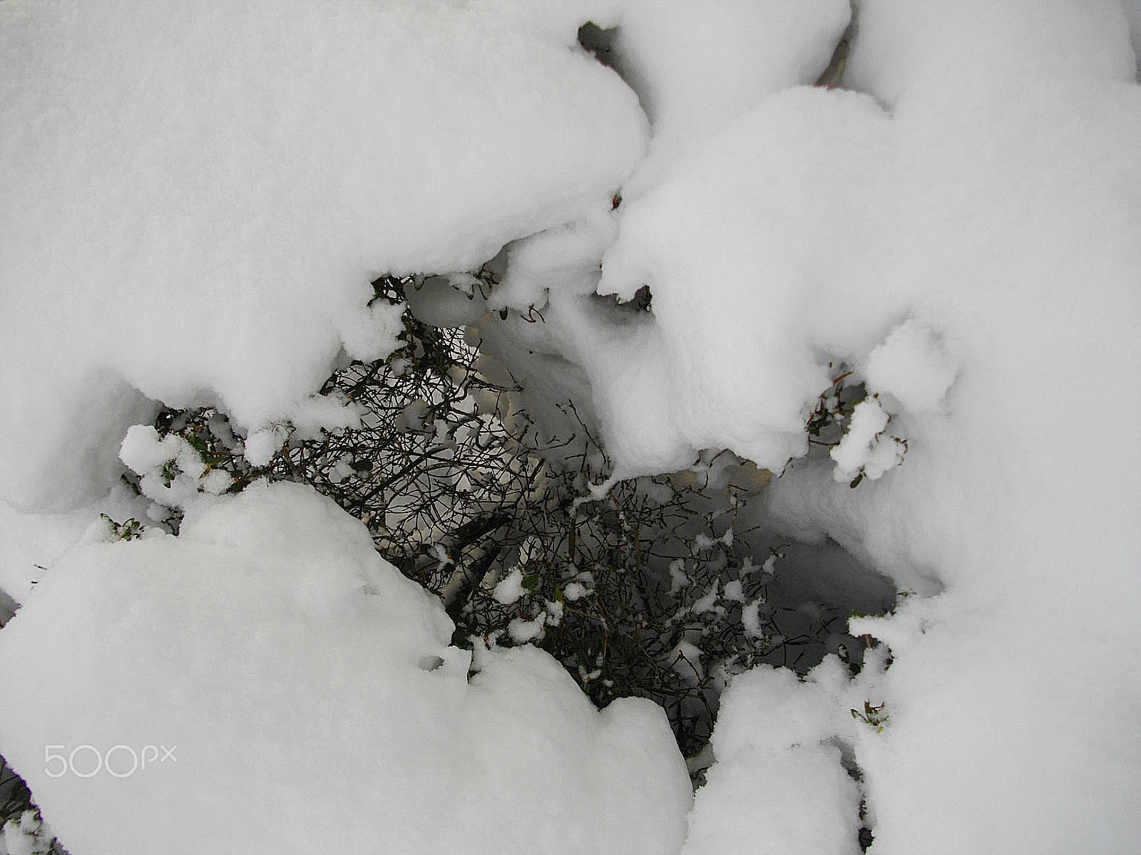 Pentax Optio E60 sample photo. Piercing through the snow photography