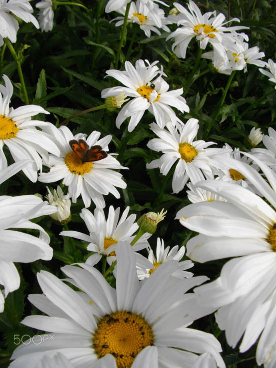 Pentax Optio E60 sample photo. Landing on yellow pistils photography