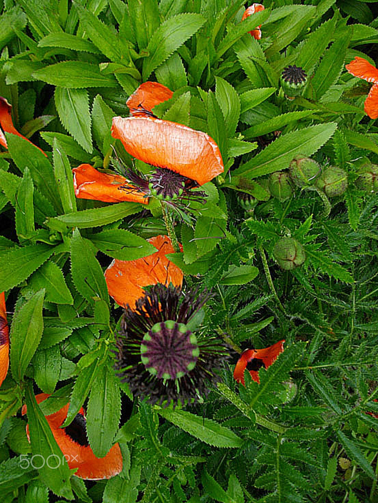 Pentax Optio E60 sample photo. Scattered petals iii photography