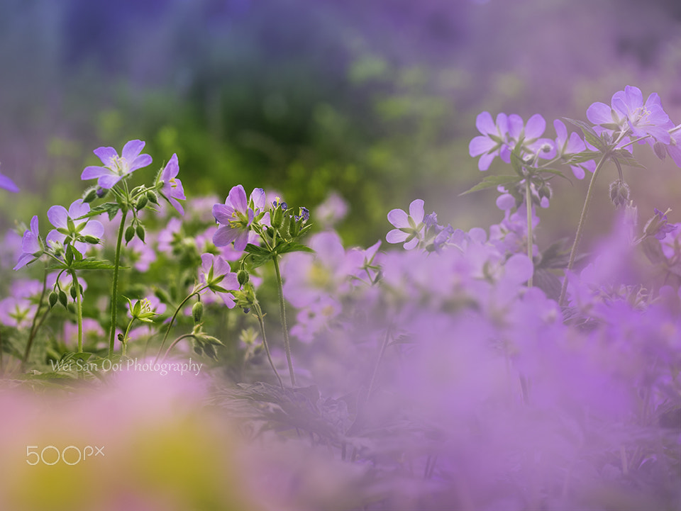 Panasonic Leica DG Macro-Elmarit 45mm F2.8 ASPH OIS sample photo. Flax flowers 09 photography