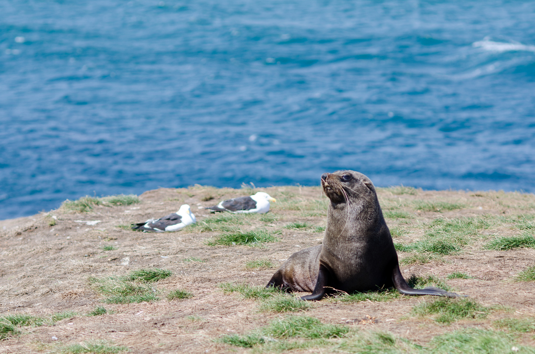 Nikon D7000 + Nikon AF Nikkor 105mm F2D DC sample photo. Seal photography