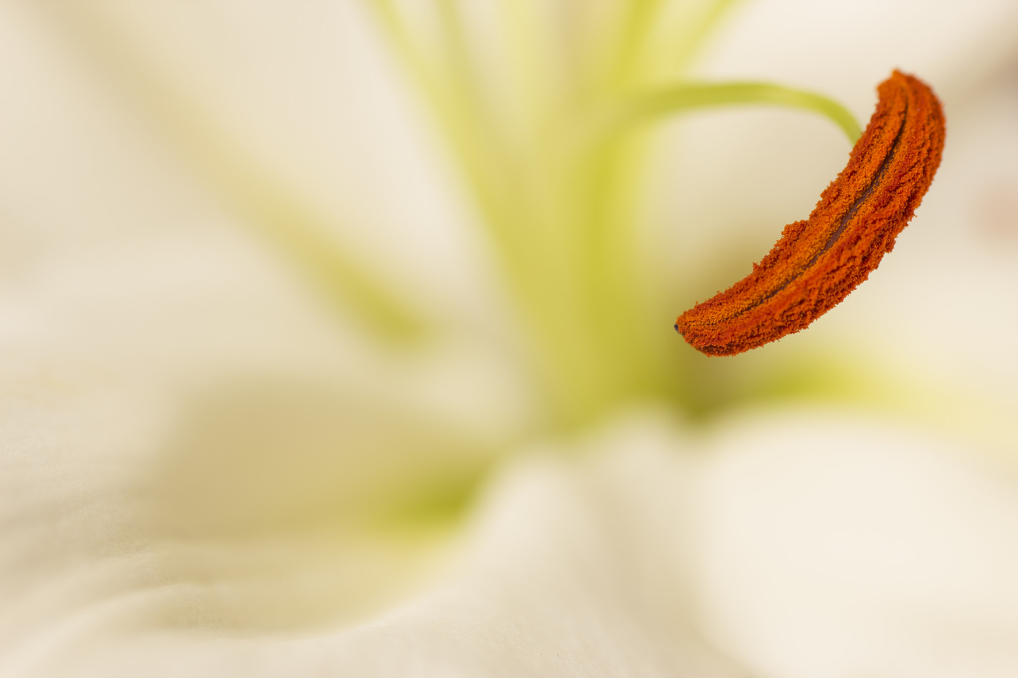 Sigma 70mm F2.8 EX DG Macro sample photo. Flower  photography