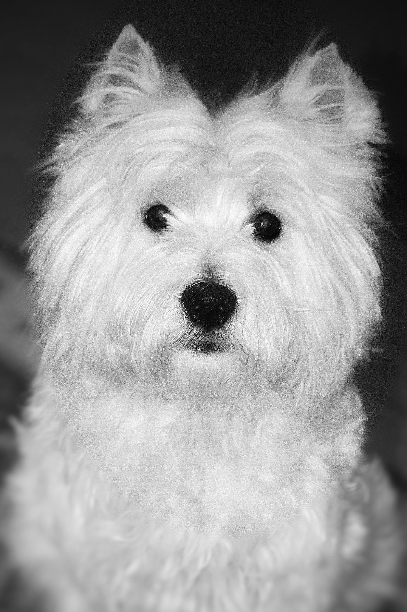 Canon EF-S 55-250mm F4-5.6 IS sample photo. Rollie photography