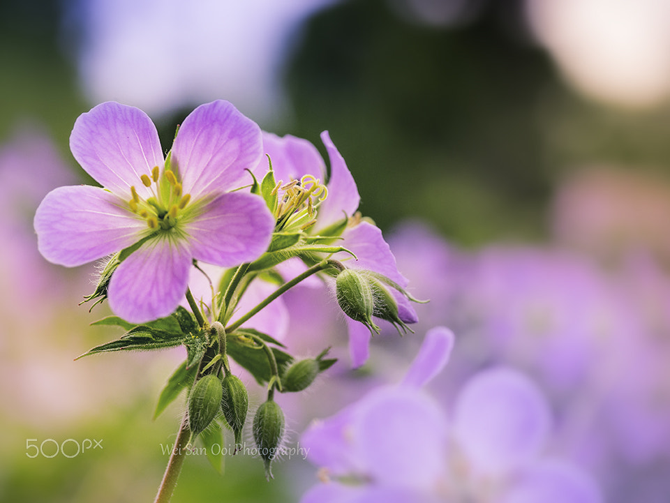 Panasonic Leica DG Macro-Elmarit 45mm F2.8 ASPH OIS sample photo. Flax flowers 10 photography