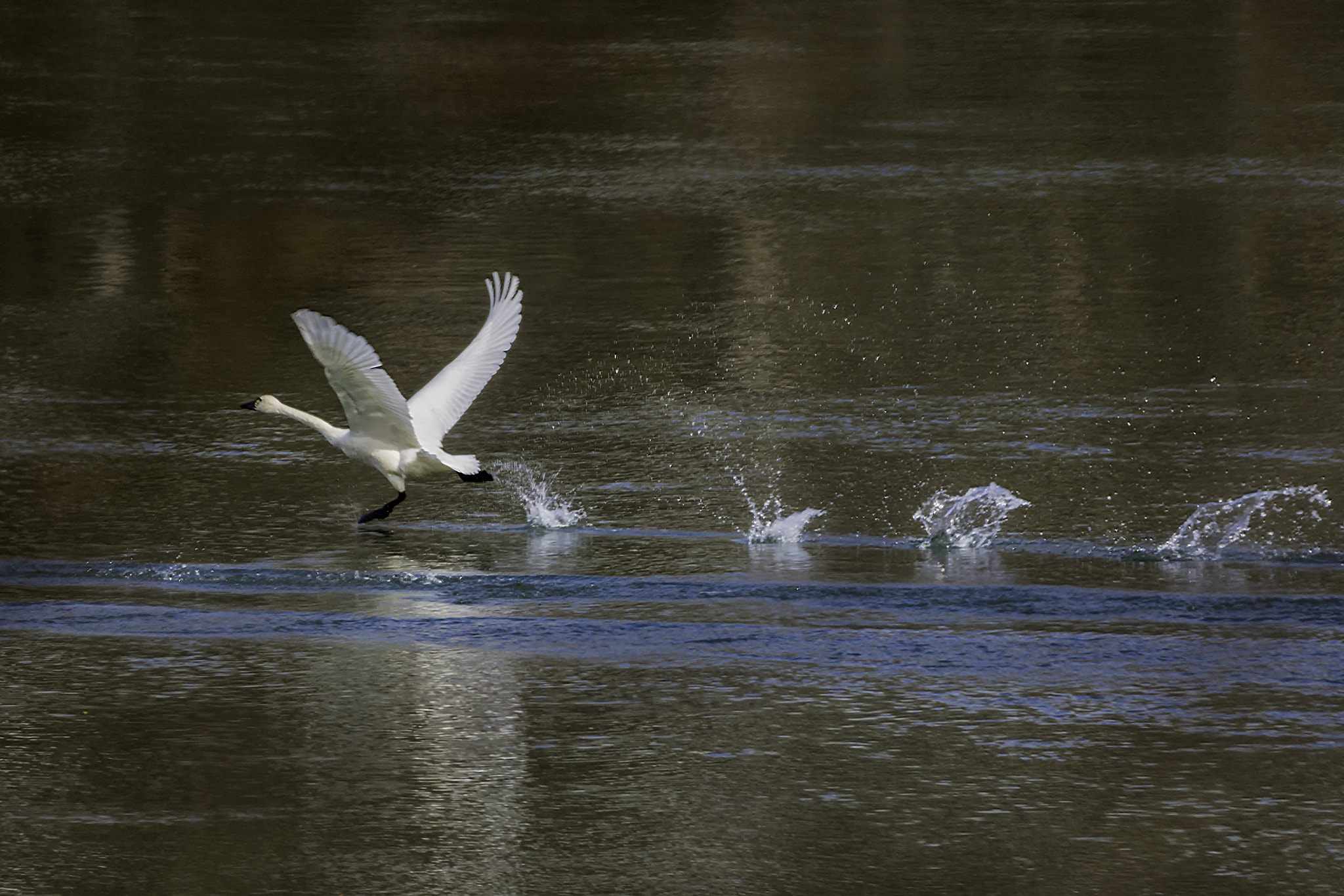 Sigma 150-500mm F5-6.3 DG OS HSM sample photo. Two seconds to launch photography