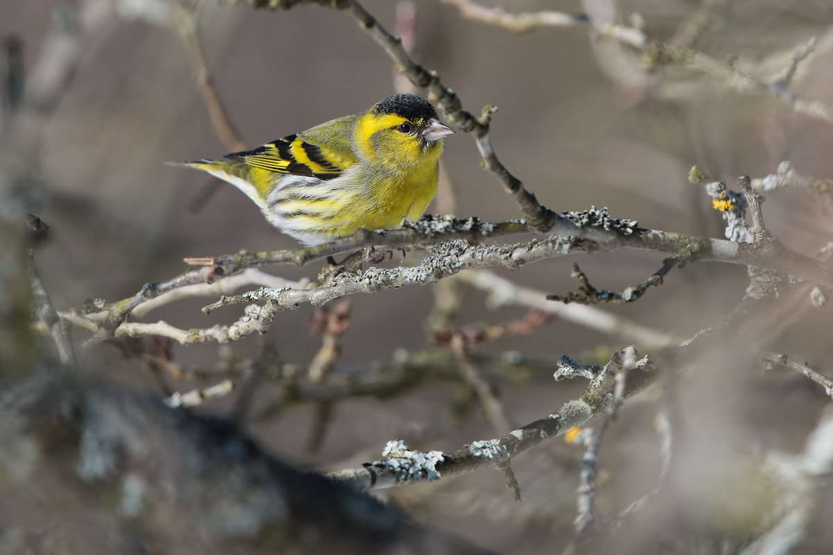 Canon EF 300mm F2.8L IS II USM sample photo. March. siskin photography