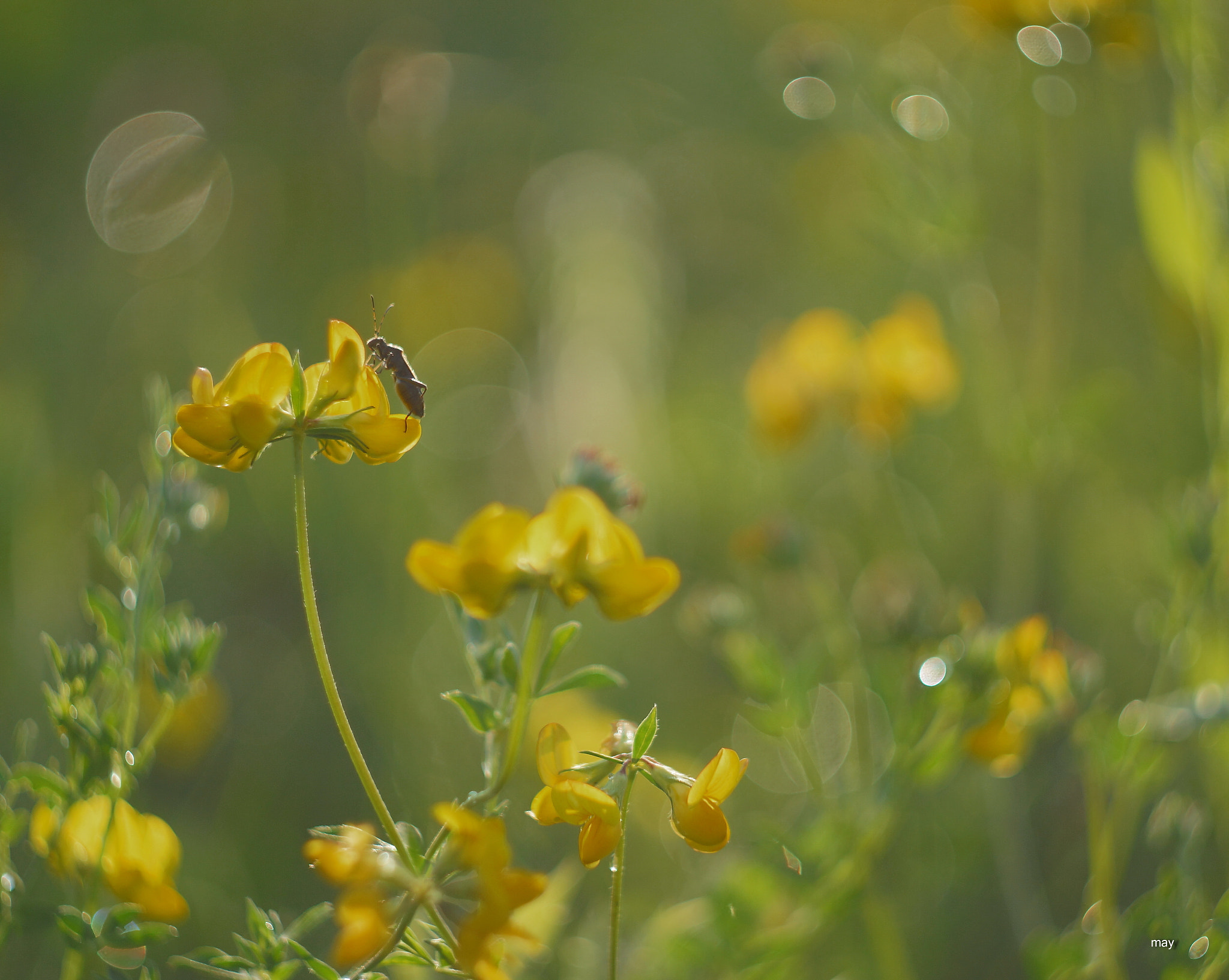 Sony SLT-A65 (SLT-A65V) + Minolta AF 50mm F1.7 sample photo. ***** photography