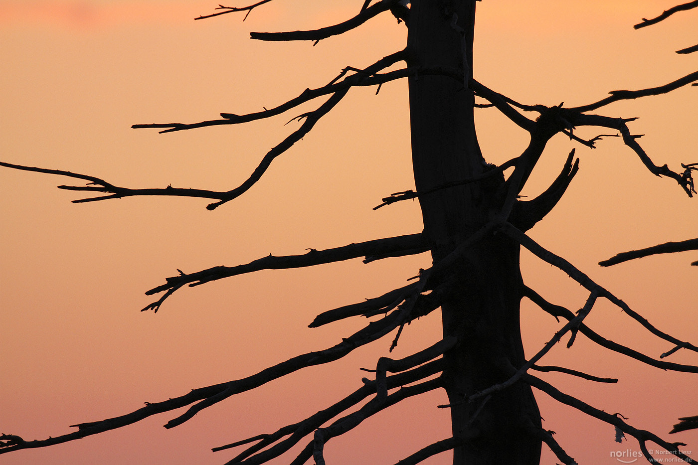 Canon EF 500mm f/4.5L sample photo. Skeleton tree photography