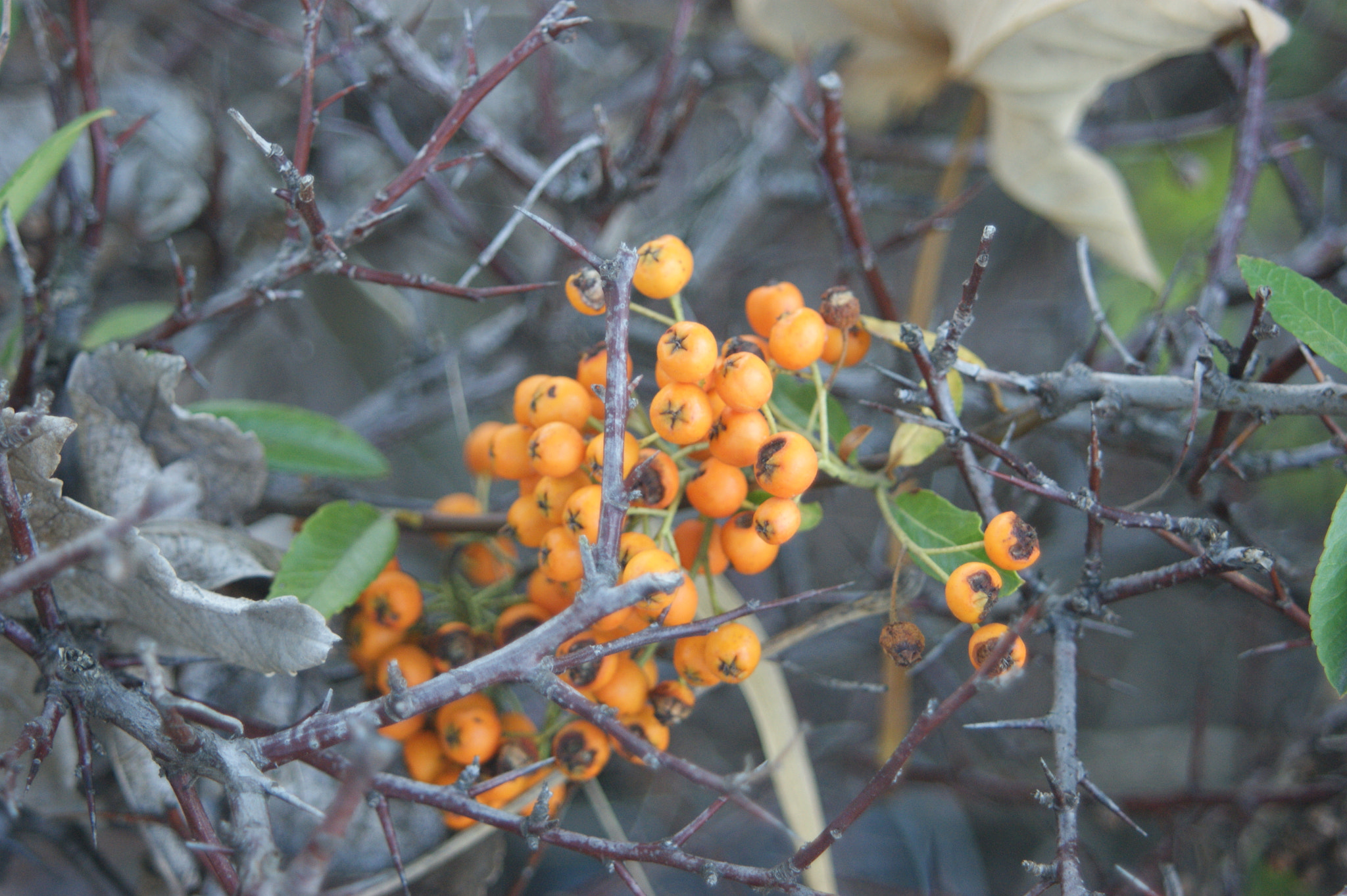 Minolta AF 28-80mm F4-5.6 sample photo. Orange photography