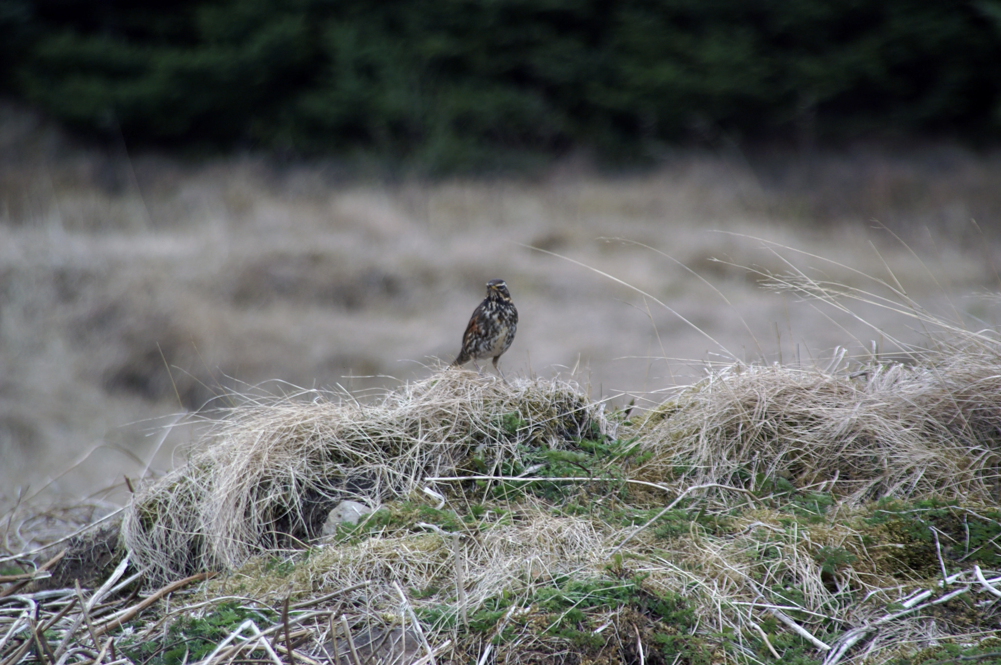 KONICA MINOLTA MAXXUM 5D sample photo. Curious redwing photography
